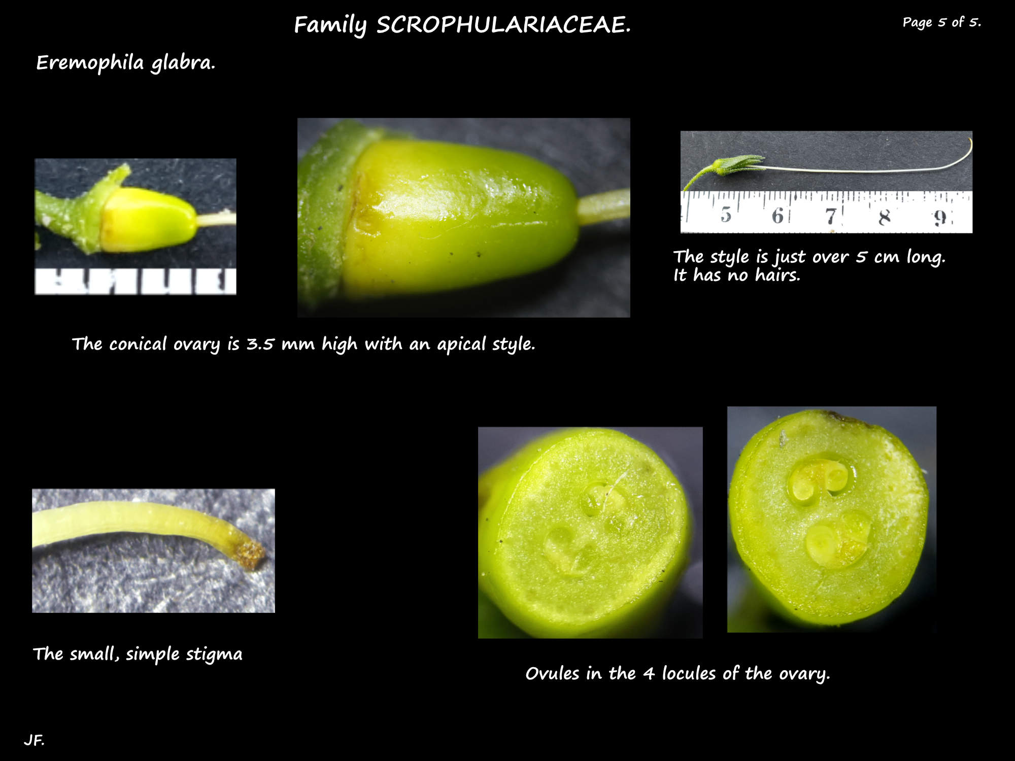 5 Ovary, style & ovules of Eremophila glabra