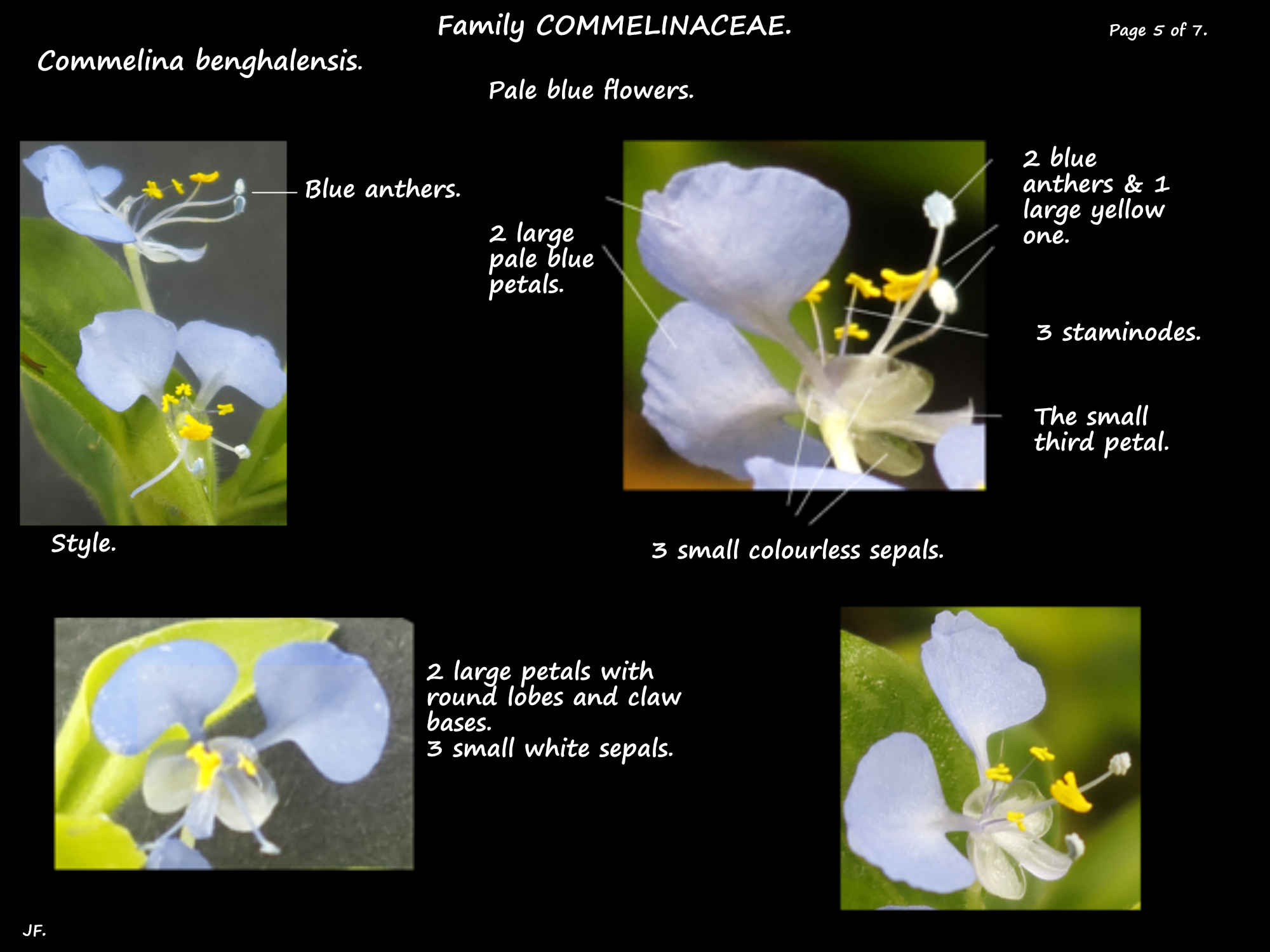 5 Pale blue Commelina benghalensis flowers