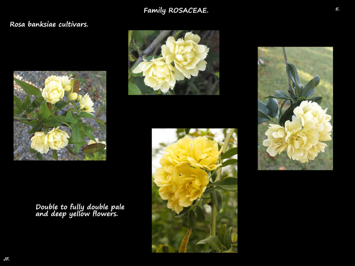 5 Pale & deep yellow Banksia rose flowers