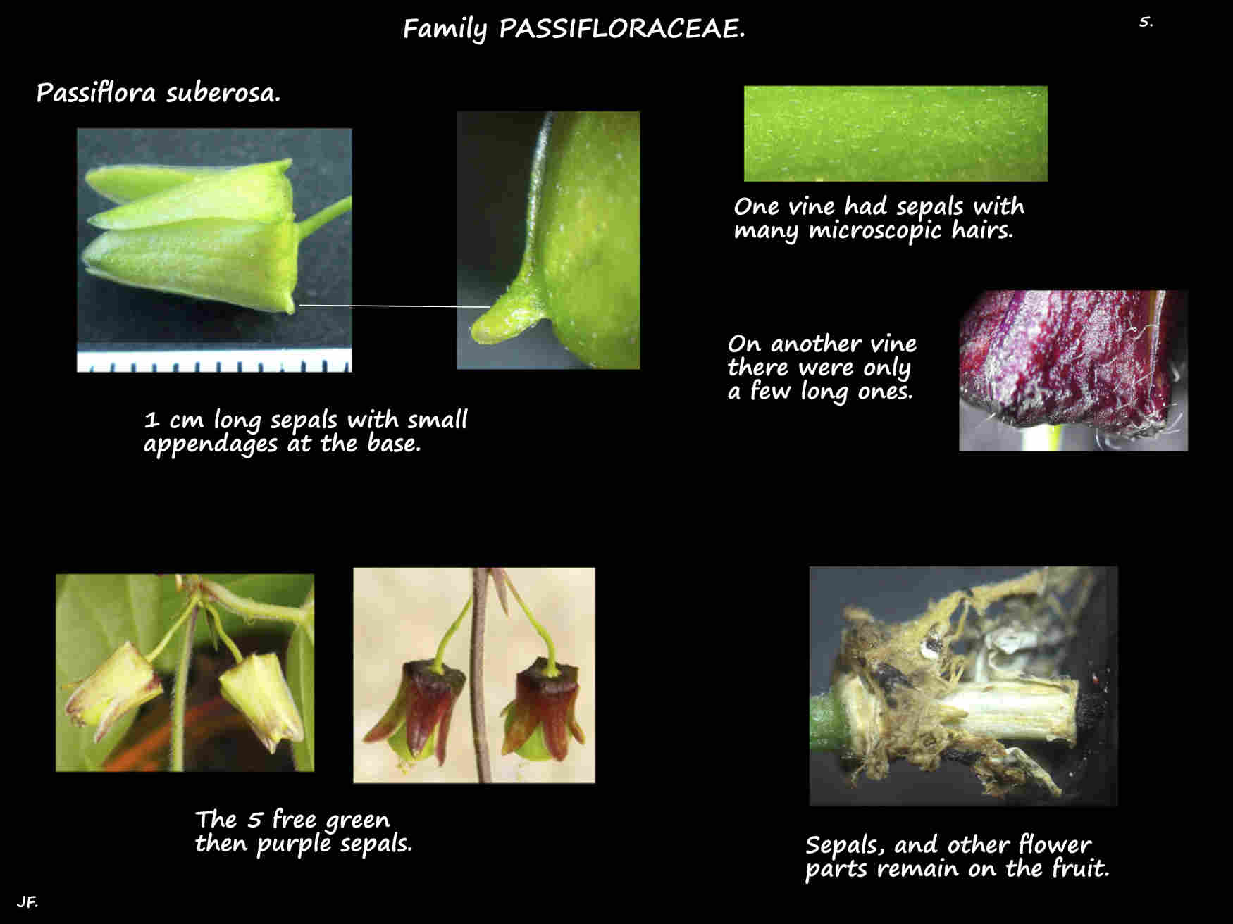 5 Passiflora suberosa sepals