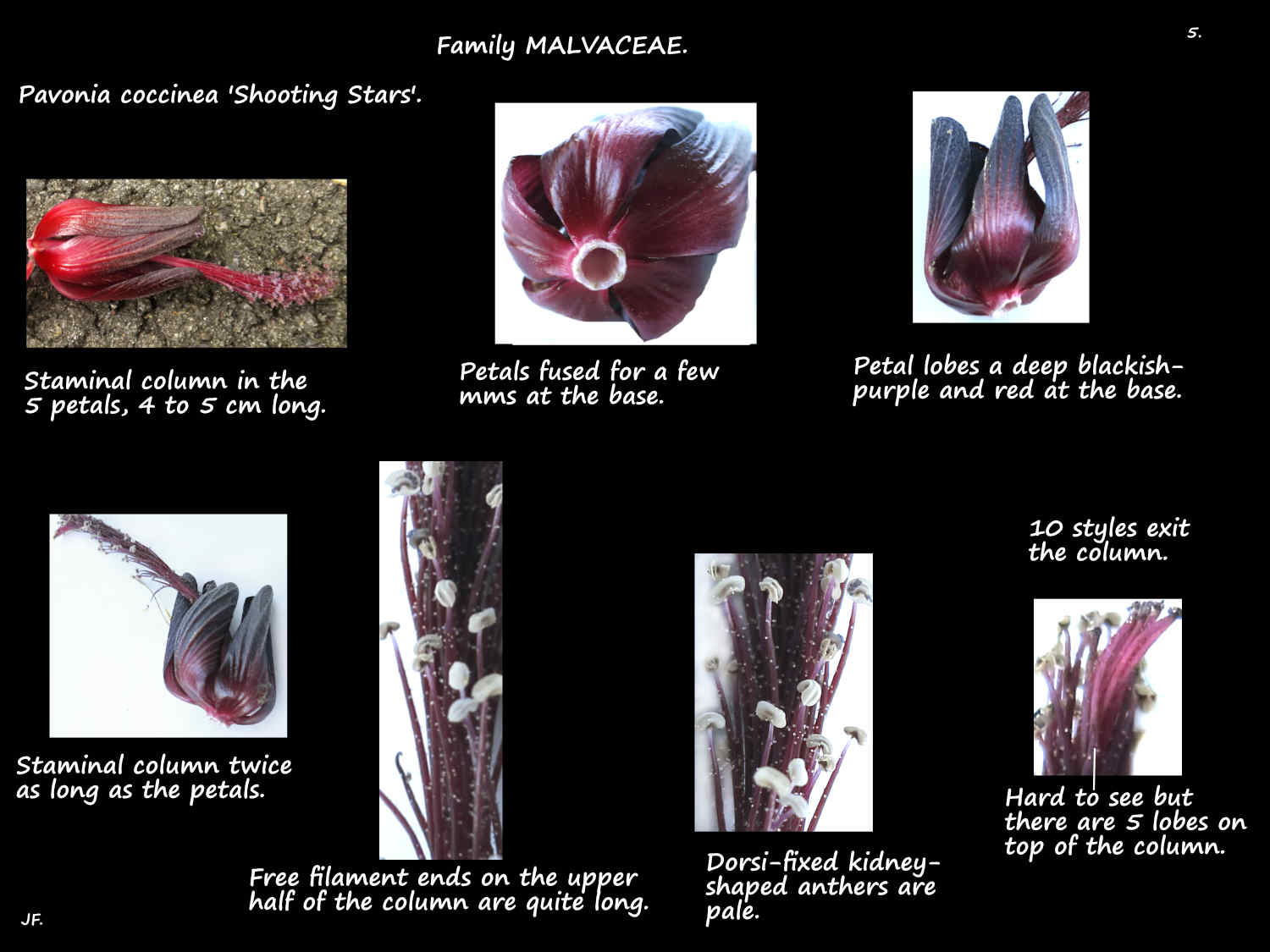 5 Pavonia coccinea petals & stamens