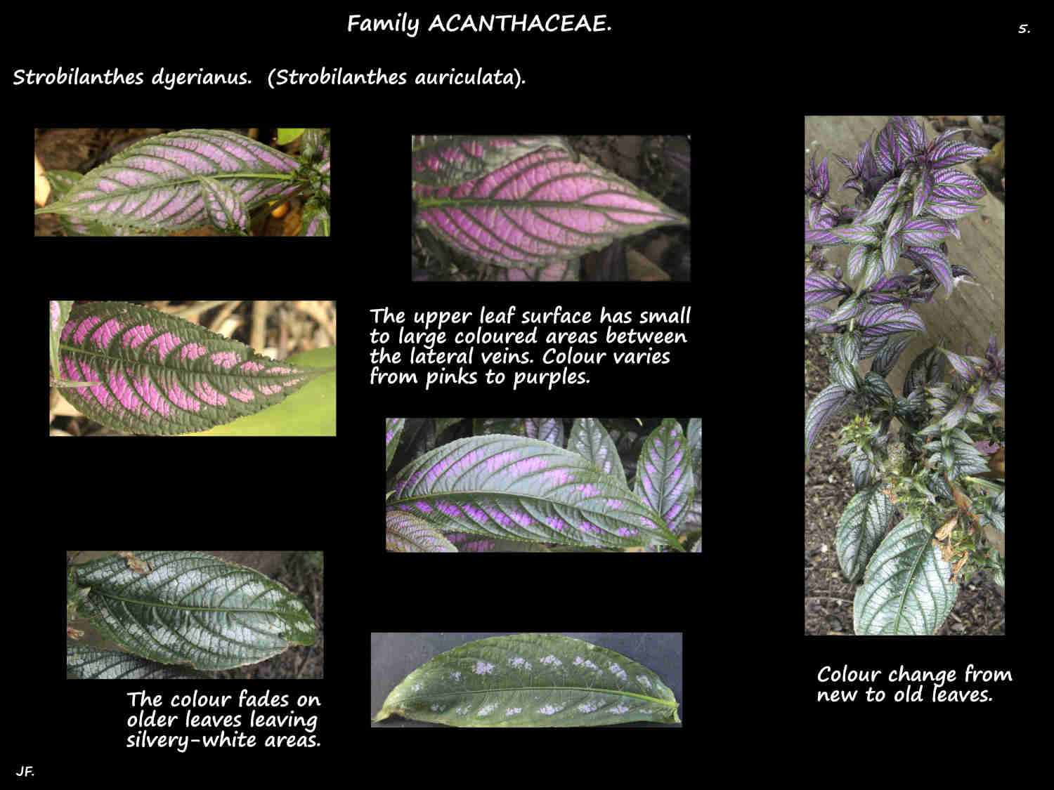 5 Persian Shield leaf colours
