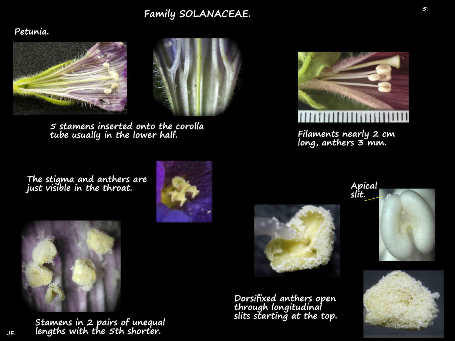 5 Petunia stamens