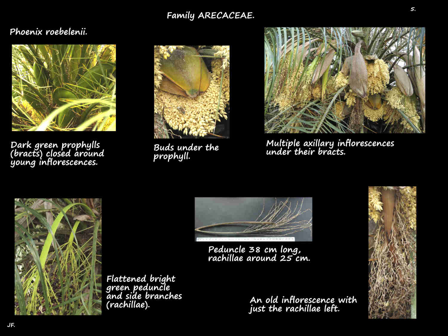 5 Phoenix roebelenii inflorescences
