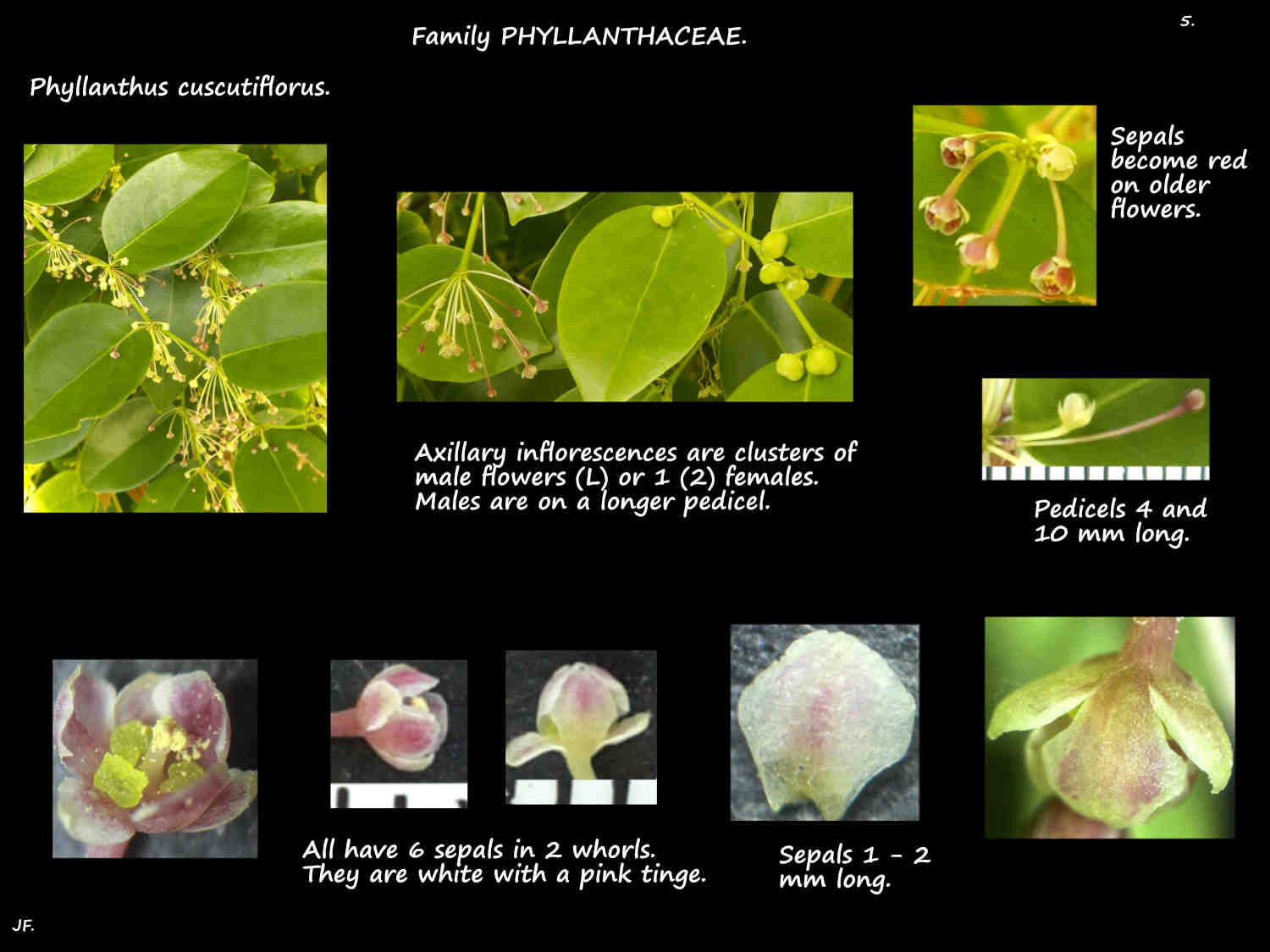 5 Pink Phyllanthus inflorescences & sepals