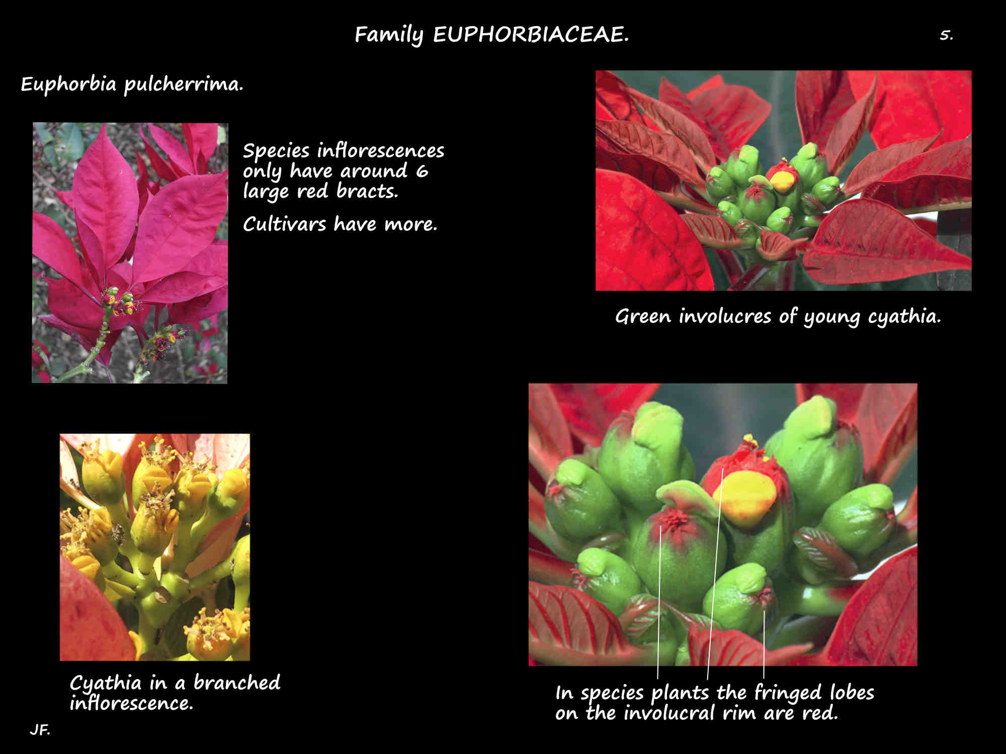 5 Poinsettia inflorescences & involucral lobes