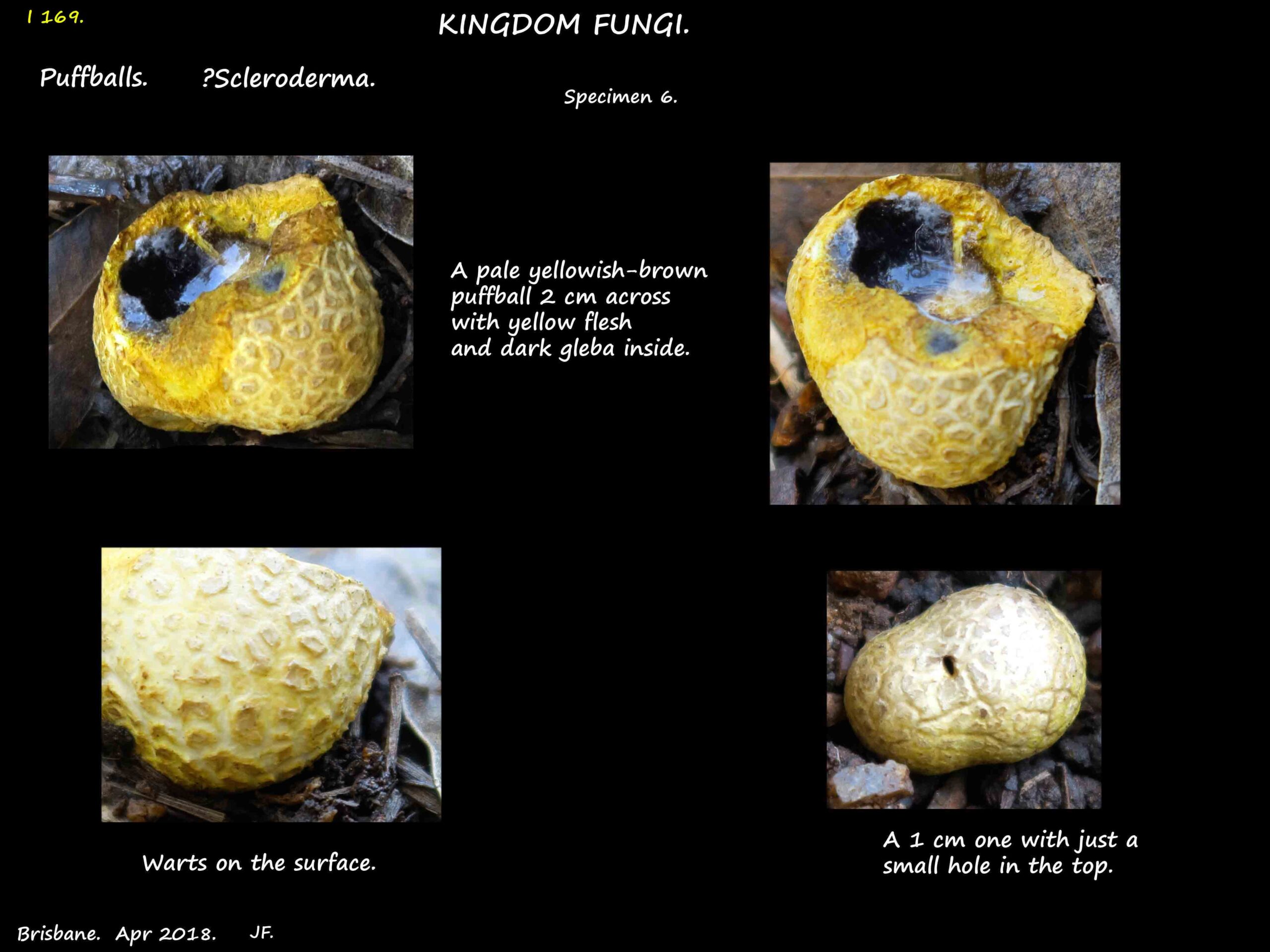 5 Possibly a Scleroderma puffball with black gleba inside