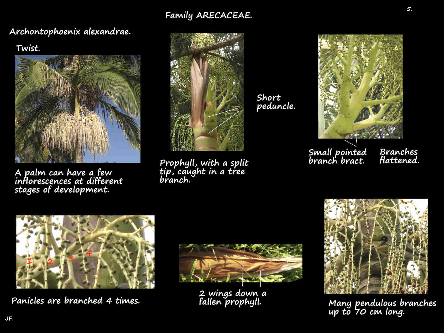 5 Prophyll on Archontophoenix alexandrae panicles