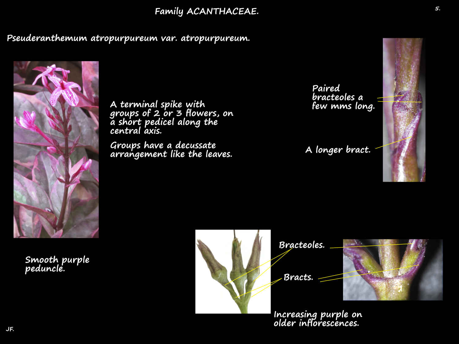 5 Pseuderanthemum 'Atropurpureum' inflorescences