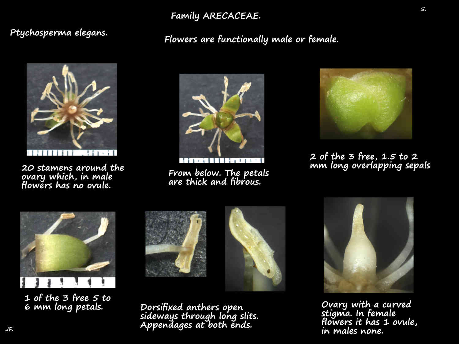 5 Ptychosperma elegans flowers