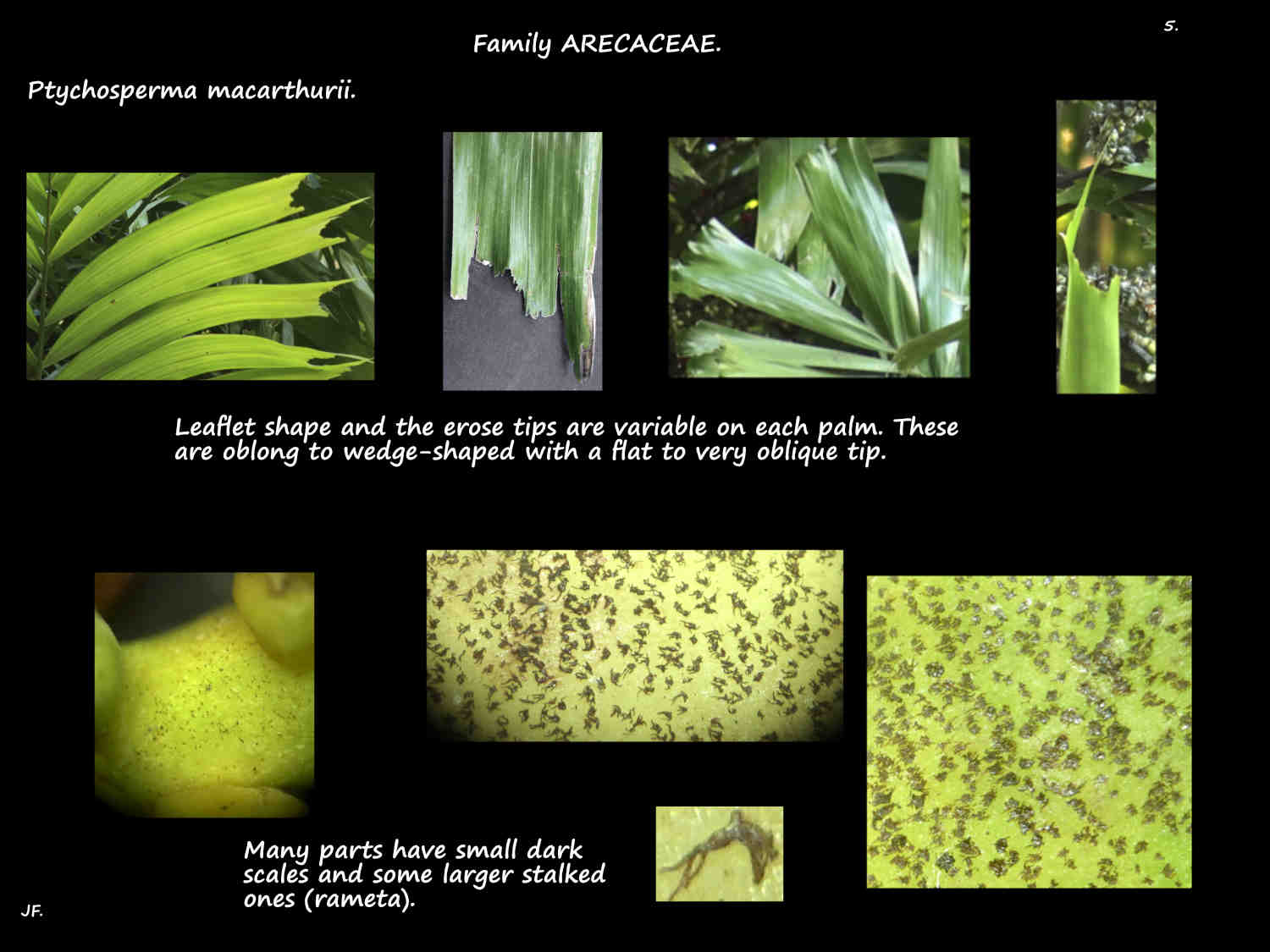5 Ptychosperma macarthurii scales
