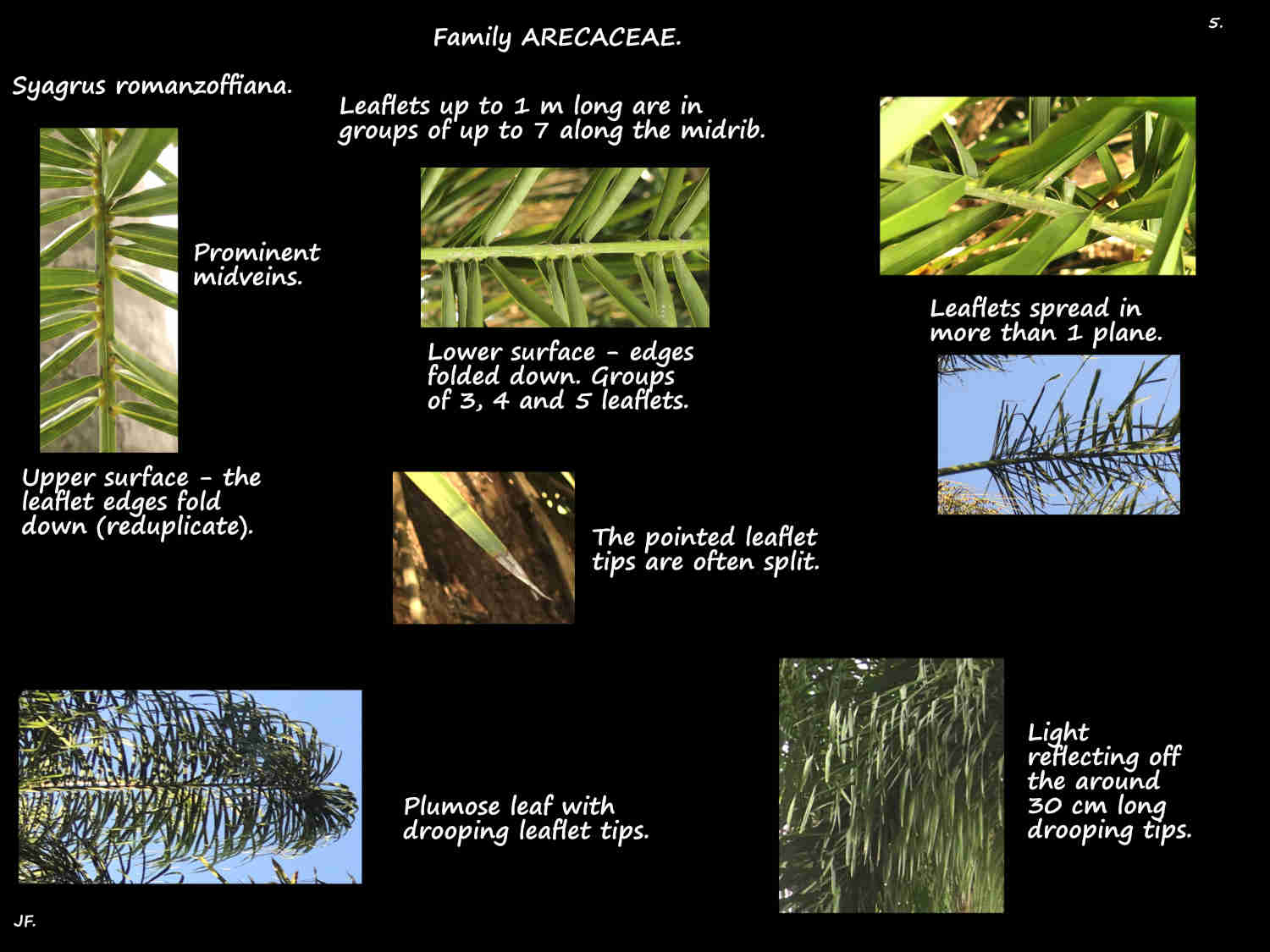 5 Queen palm leaflets