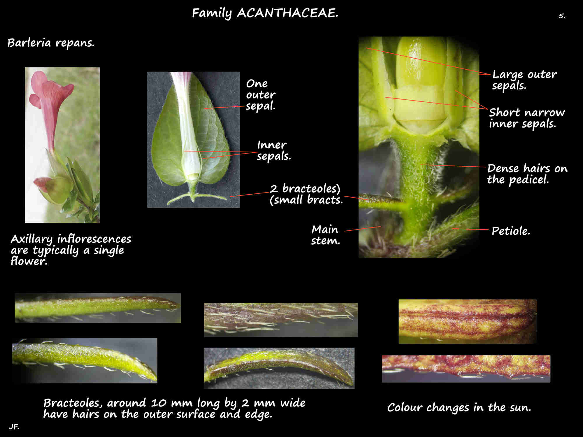 5 Red Barleria inflorescences & bracteoles