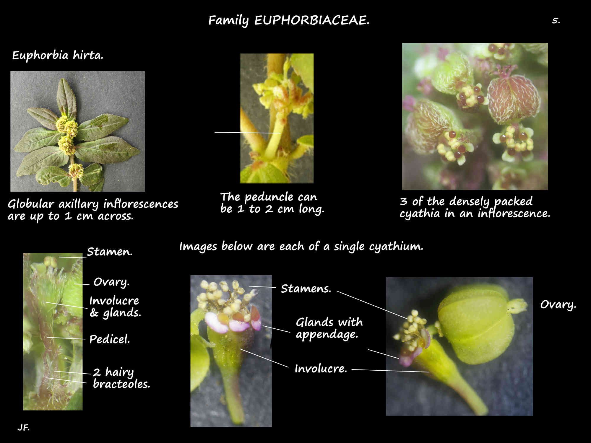 5 Red Euphorbia inflorescences & cyathia