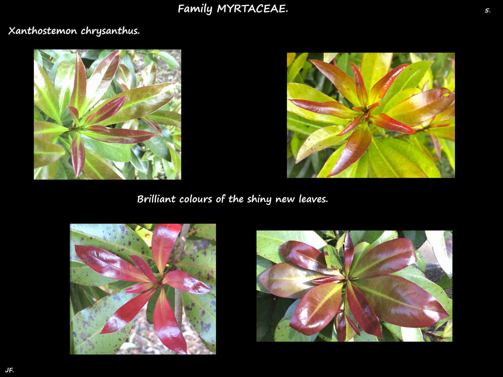 5 Red & bronze new leaves of Xanthostemon chrysanthus