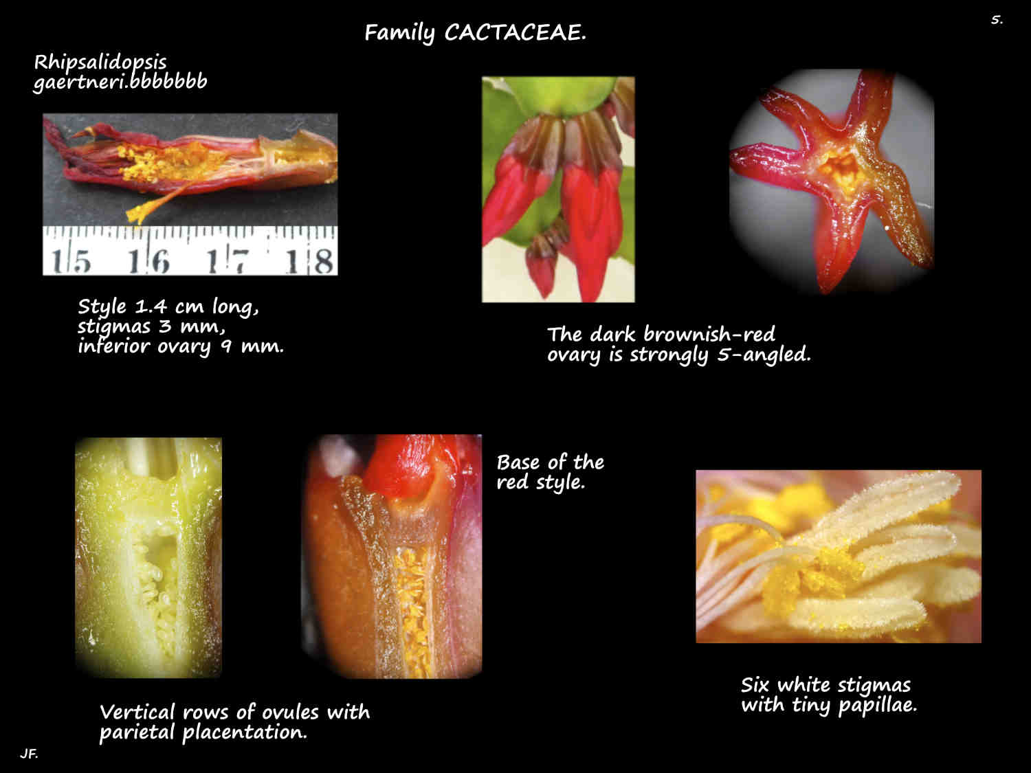 5 Rhipsalidopsis gaertneri ovary & stigmas