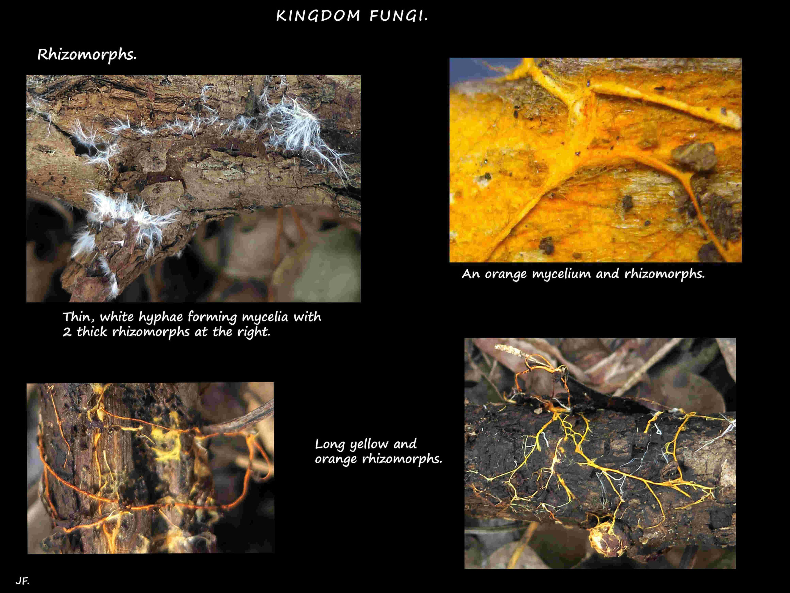 5 Rhizomorphs