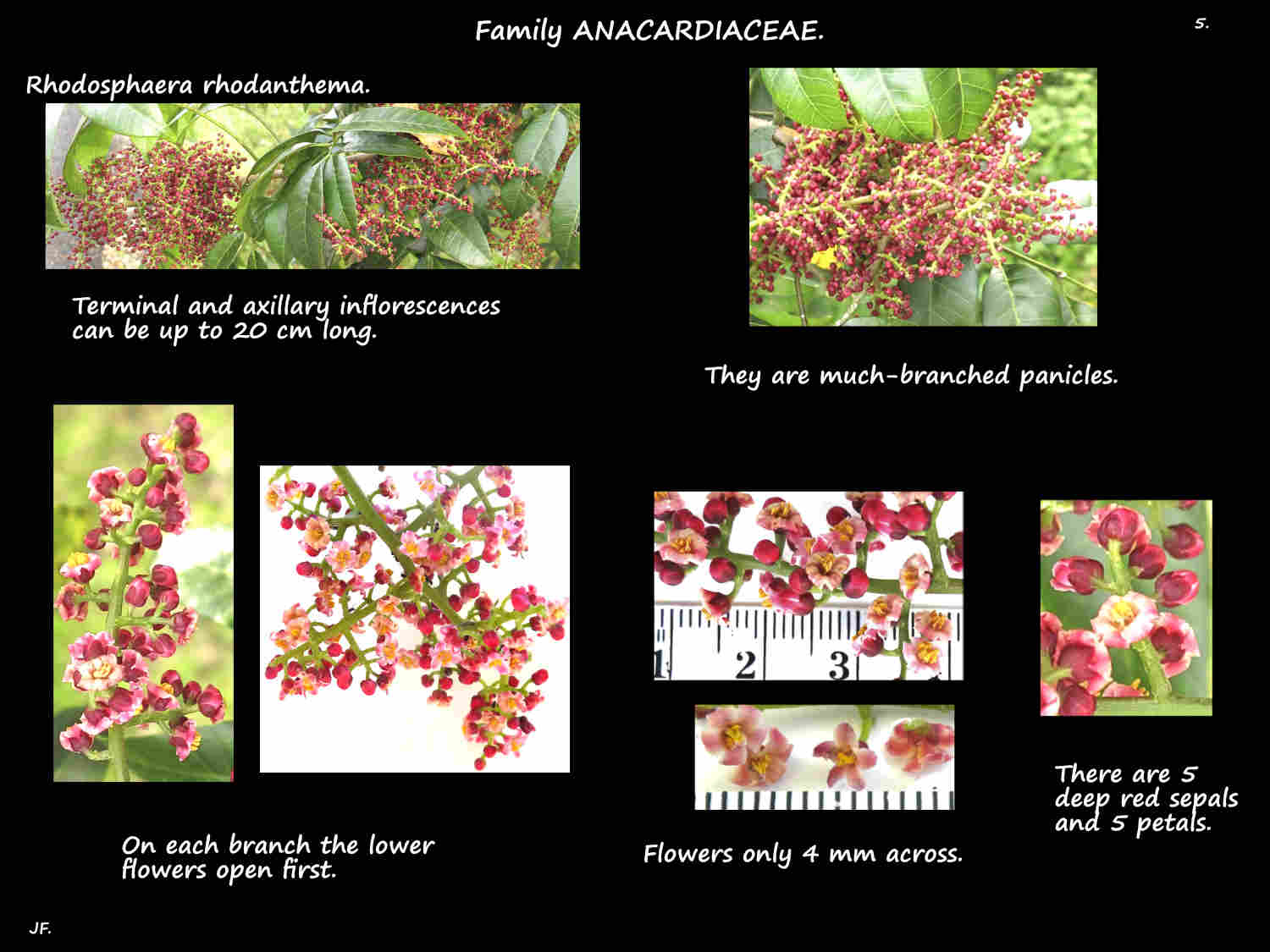 5 Rhodosphaera rhodanthema inflorescences