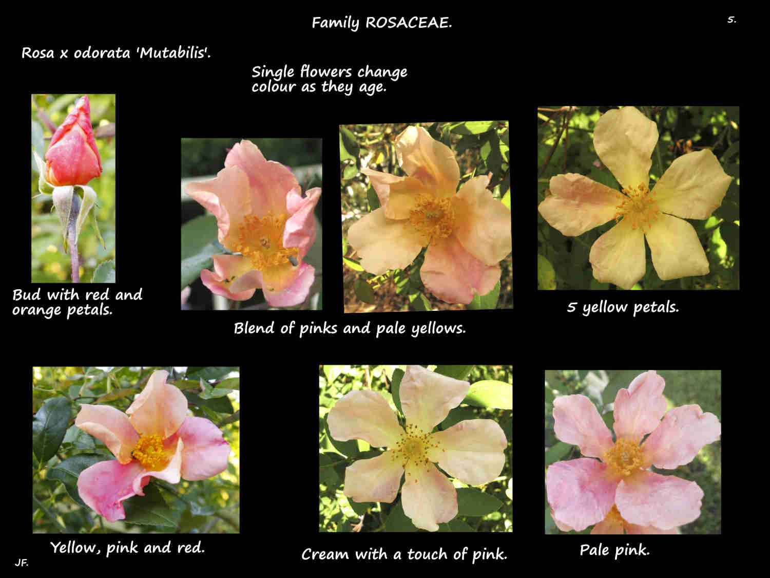 5 Rosa 'Mutabilis' petals change colour