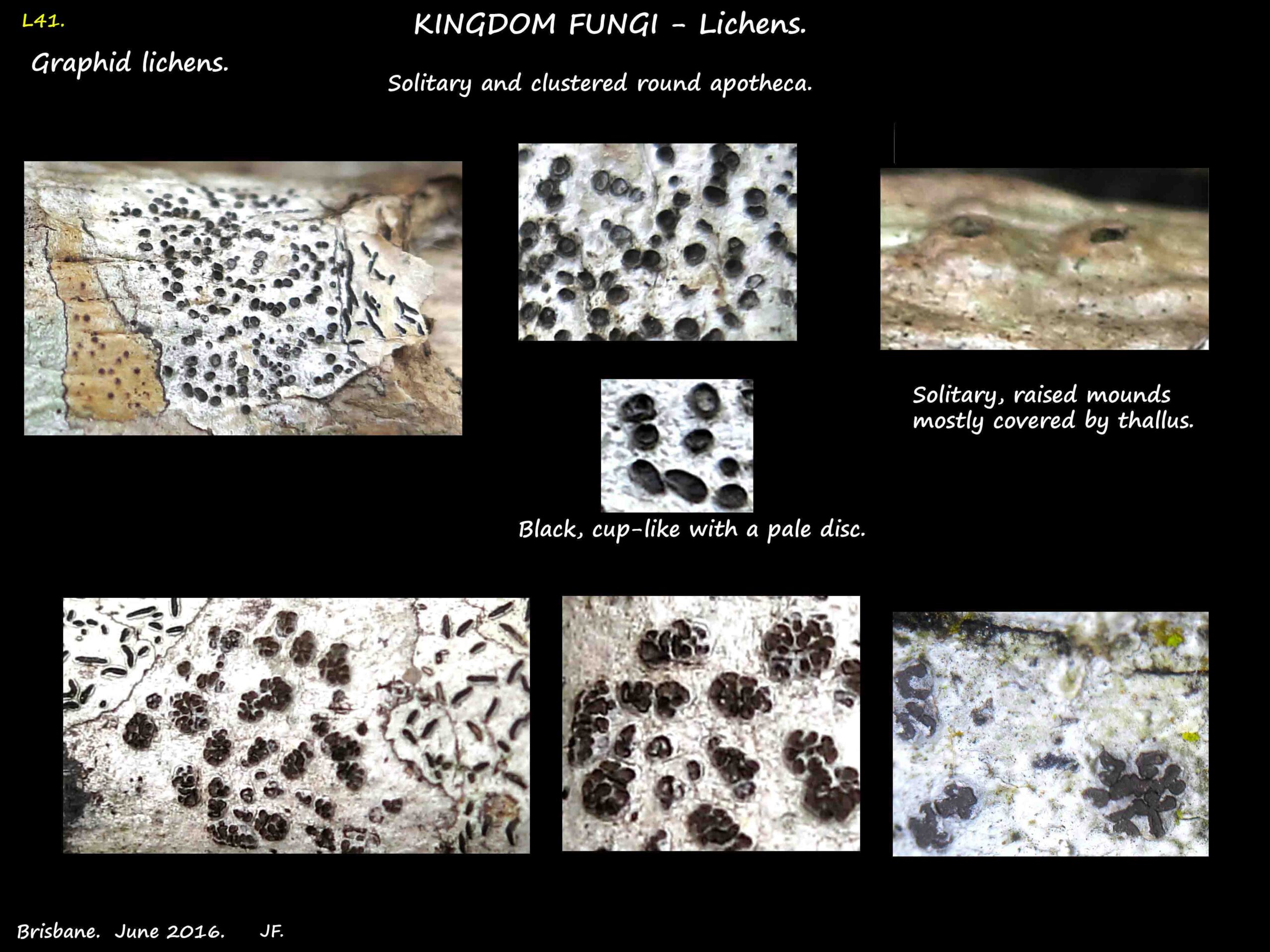 5 Round apotheca in graphid lichens