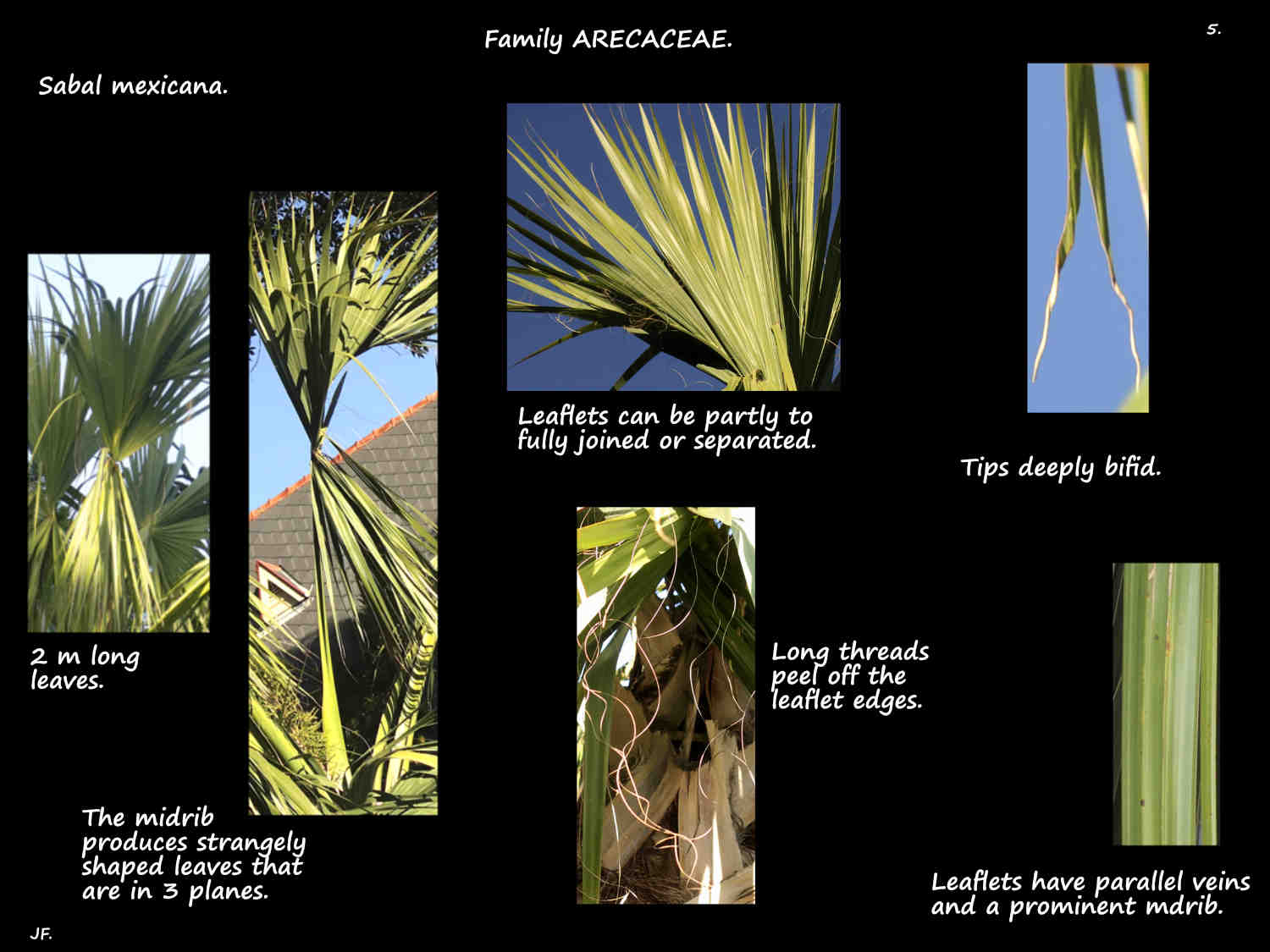 5 Sabal mexicana leaflets