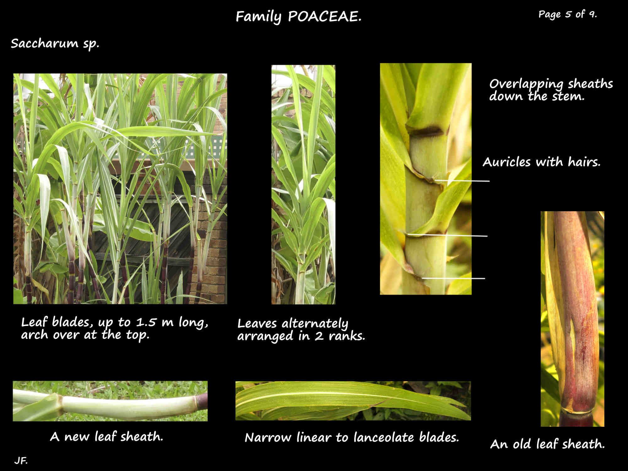 5 Saccharim spp. leaves