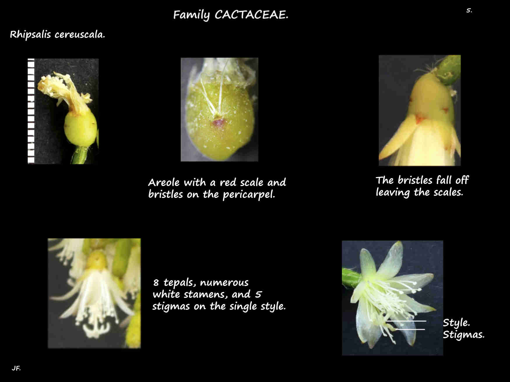 5 Scales & bristles on the Rhipsalis cereuscala pericarpel