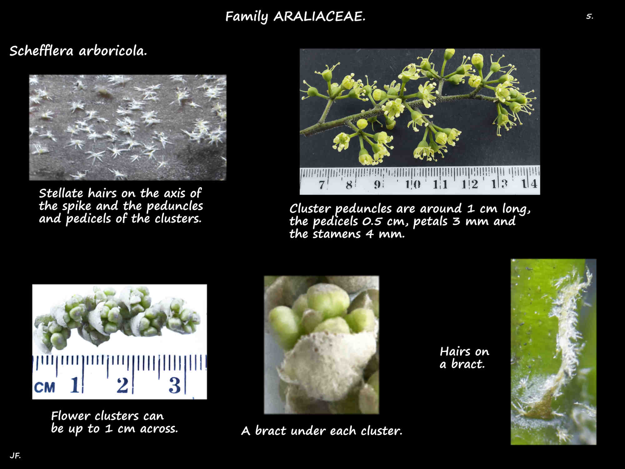 5 Schefflera arboricola inflorescence bracts & stellate hairs