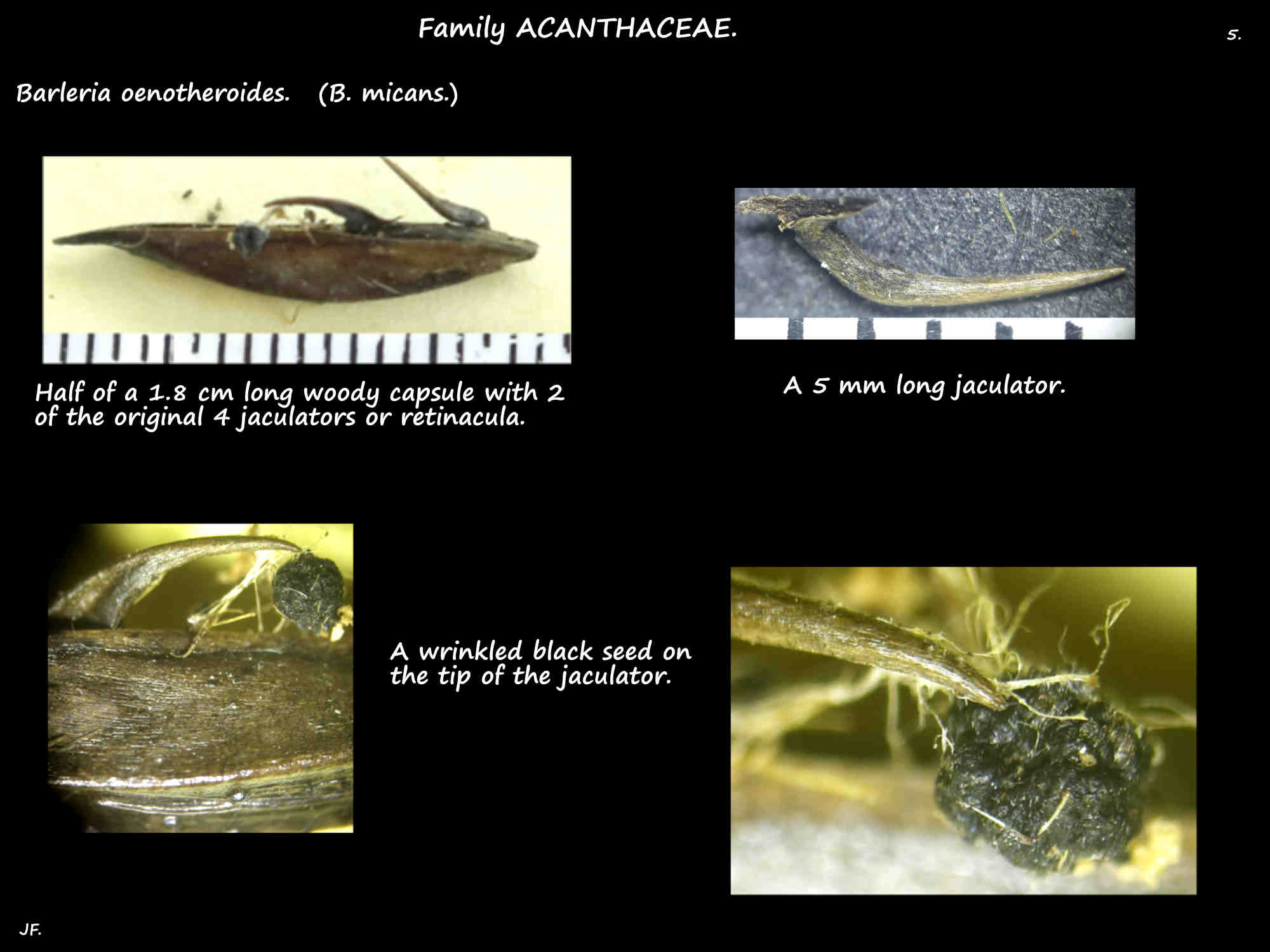 5 Seed & jaculators of Barleria oenotheroides capsules