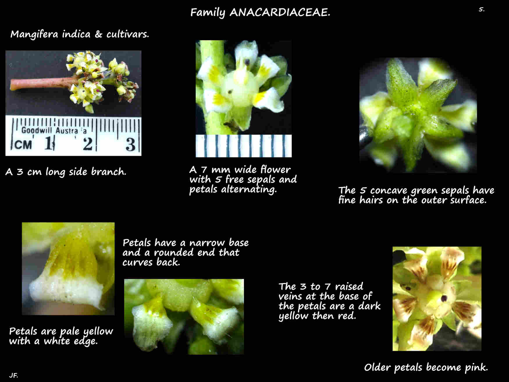 5 Sepals & petals on Mango flowers