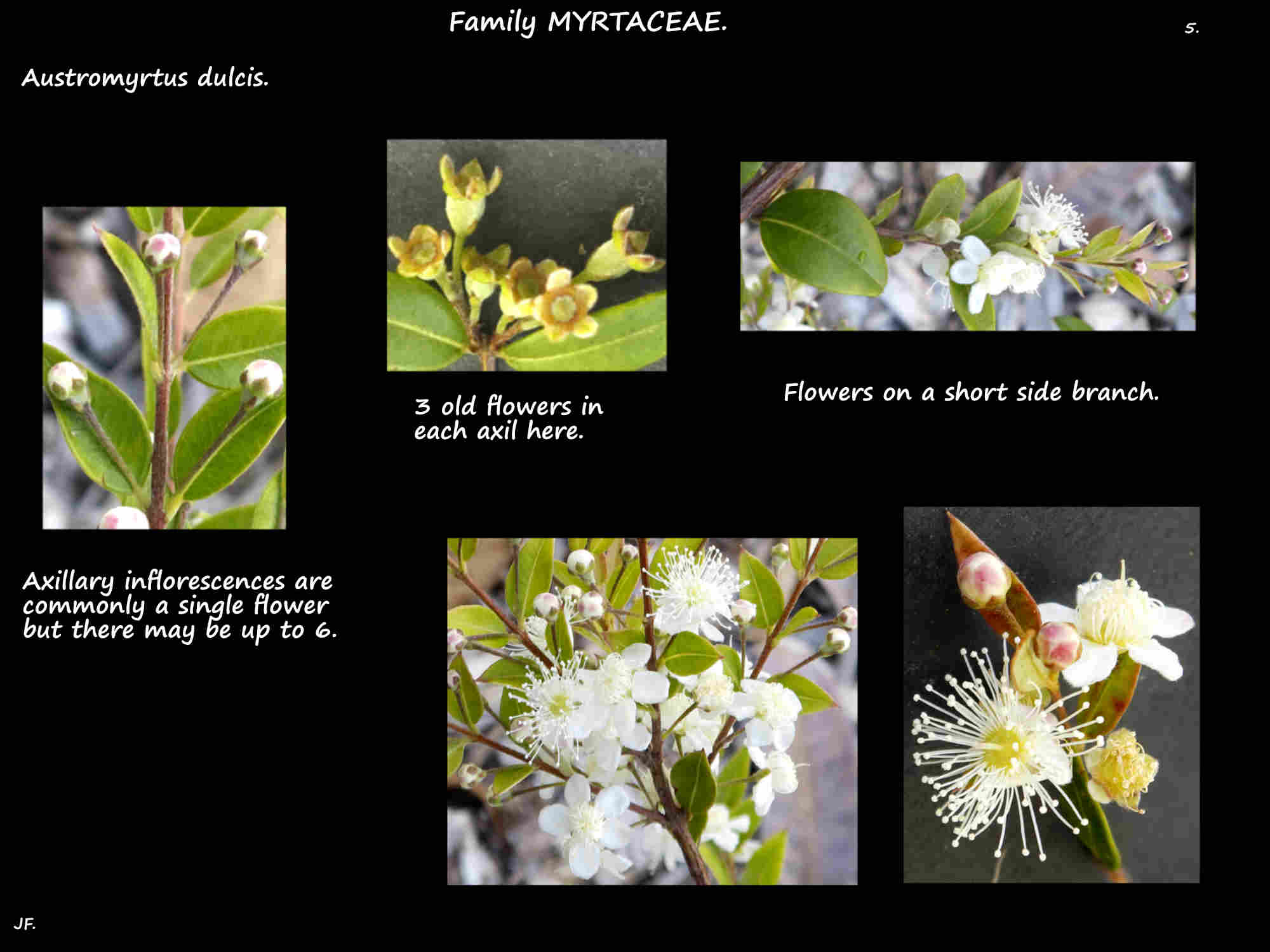 5 Silky myrtle inflorescences