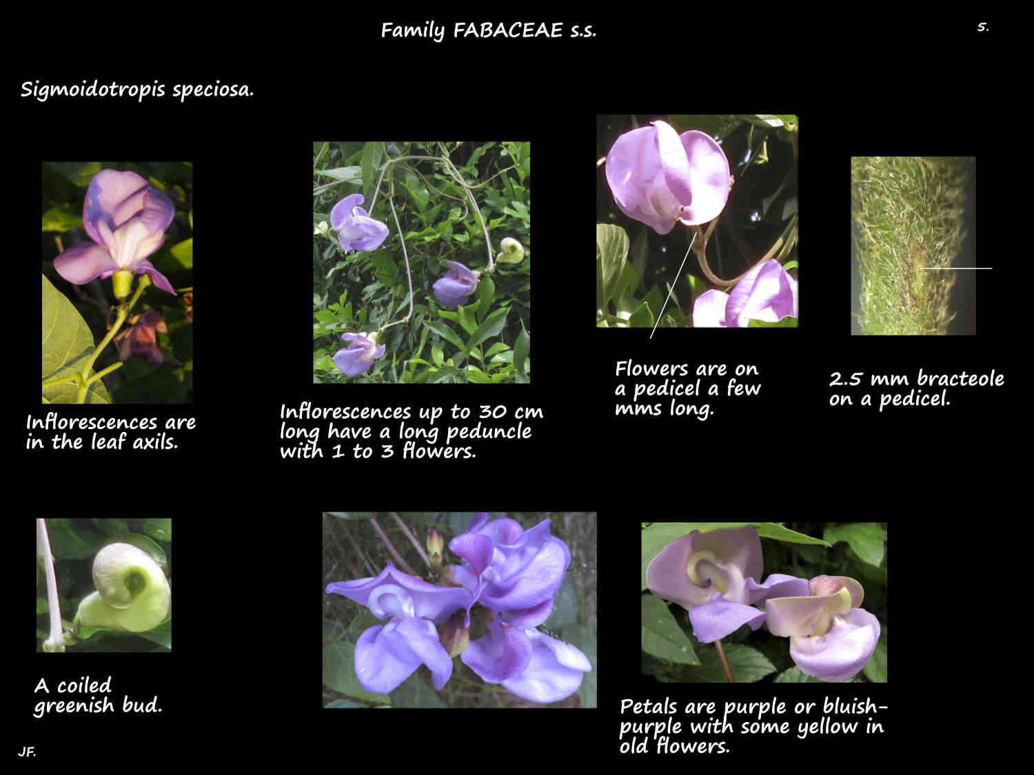 5 Snail vine infloresences