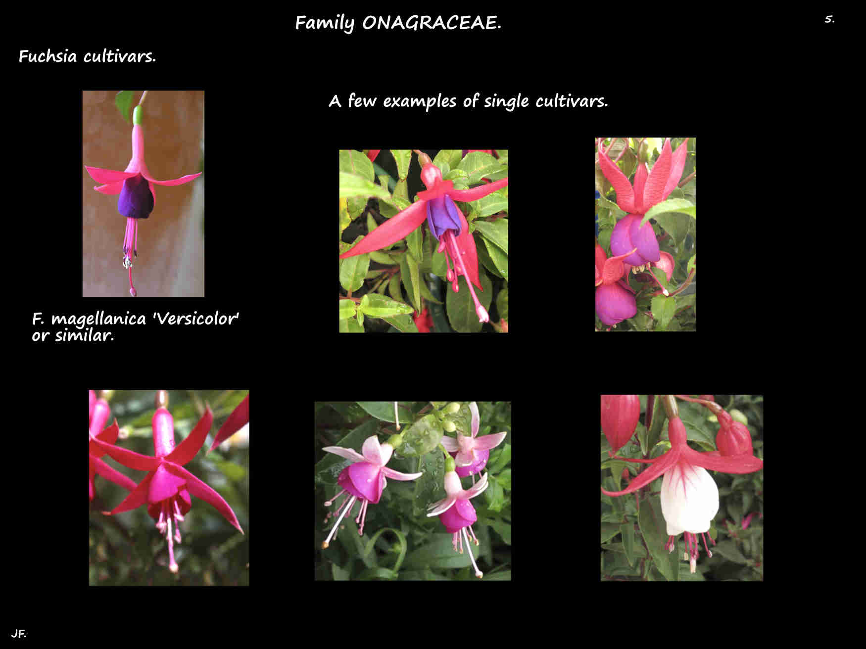 5 Some single Fuchsia cultivars