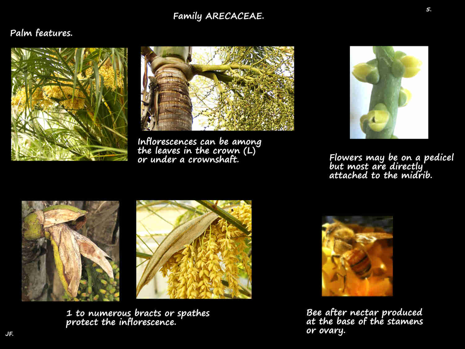 5 Spathes on palm inflorescences
