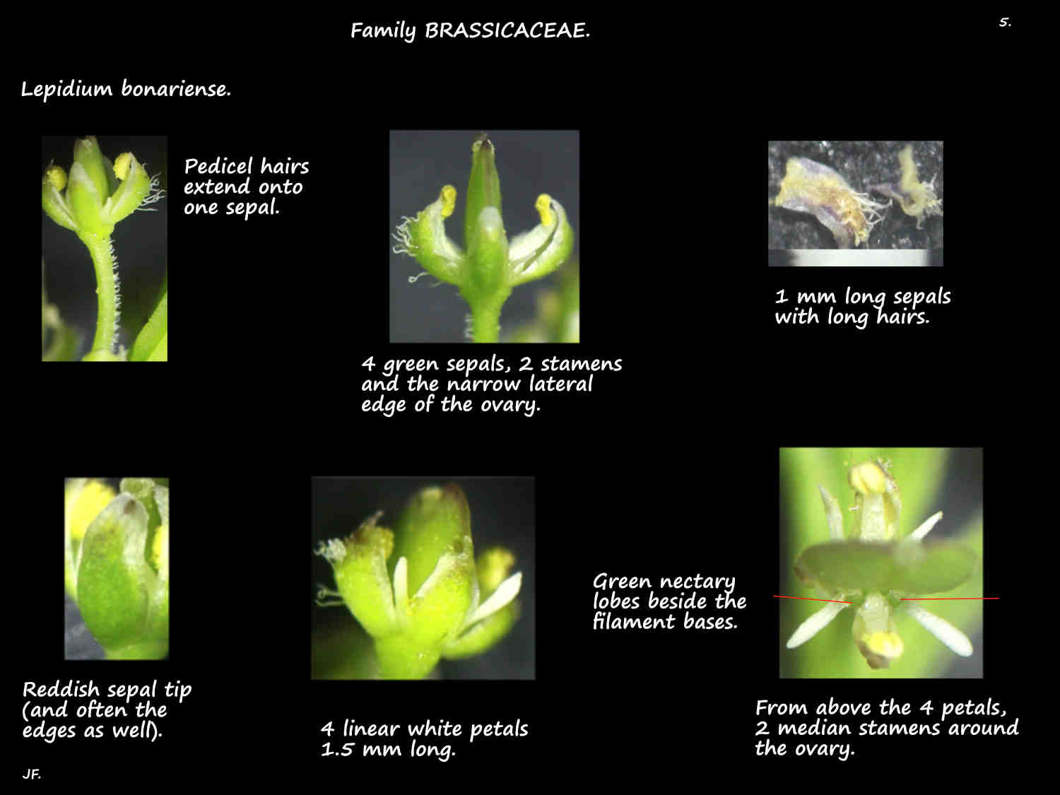 5 Split leaf Peppercress sepals, petals & nectaries
