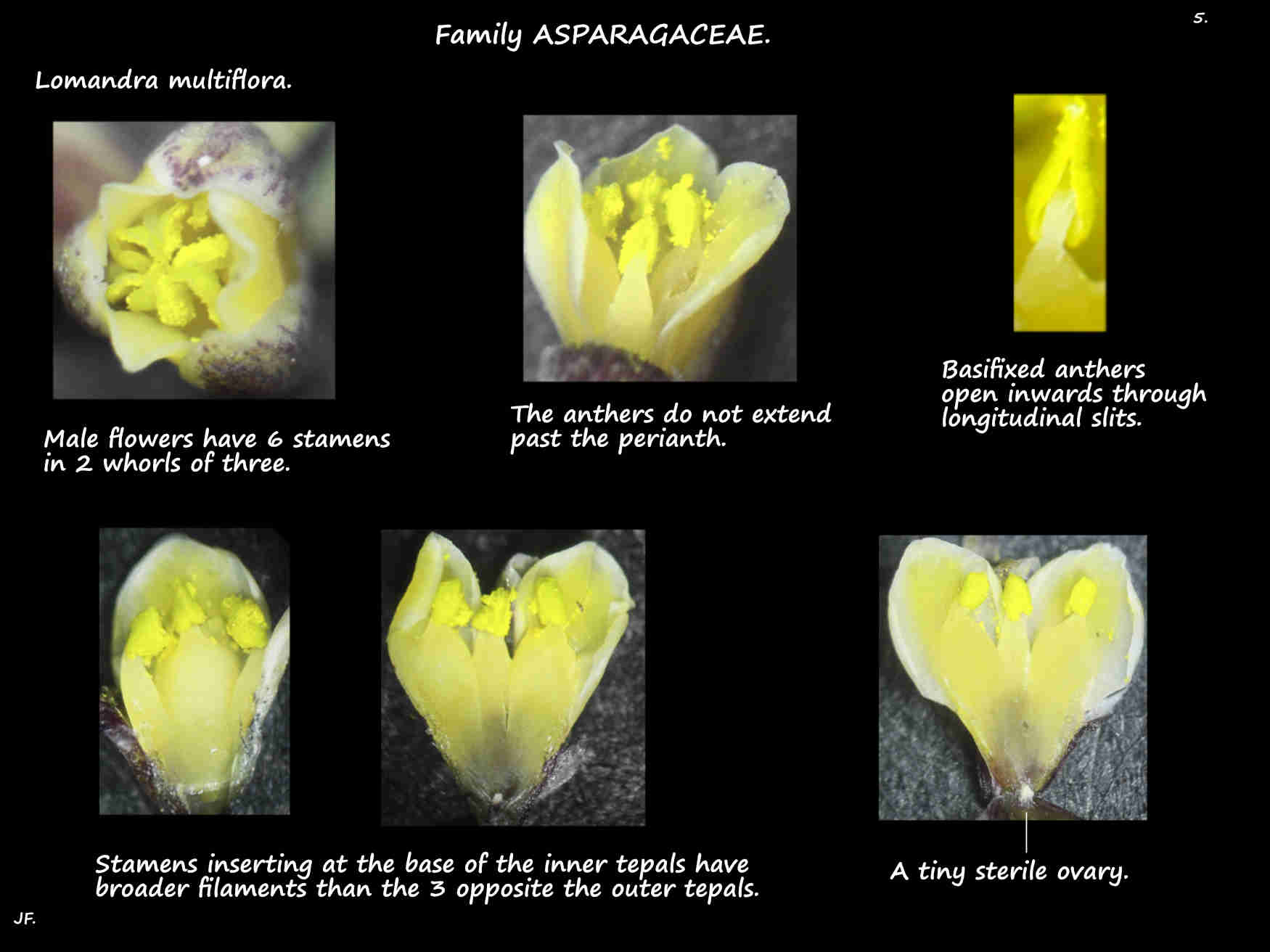 5 Stamens & ovary in male Lomandra multiflora flowers