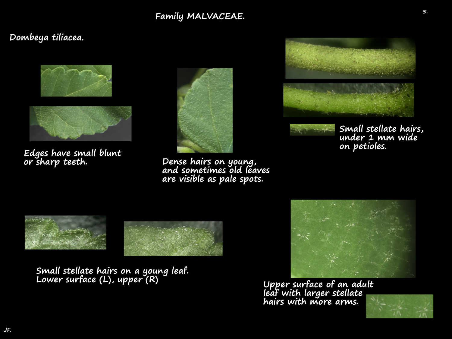5 Stellate hairs on Dombeya tiliacea leaves