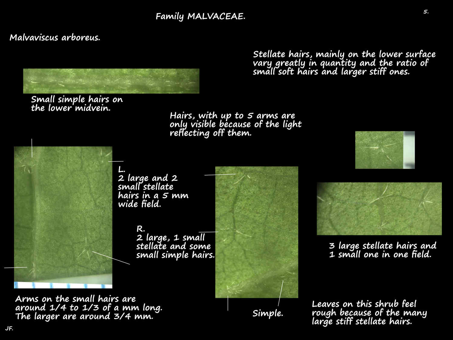 5 Stellate hairs on Malvaviscus arboreus leaves