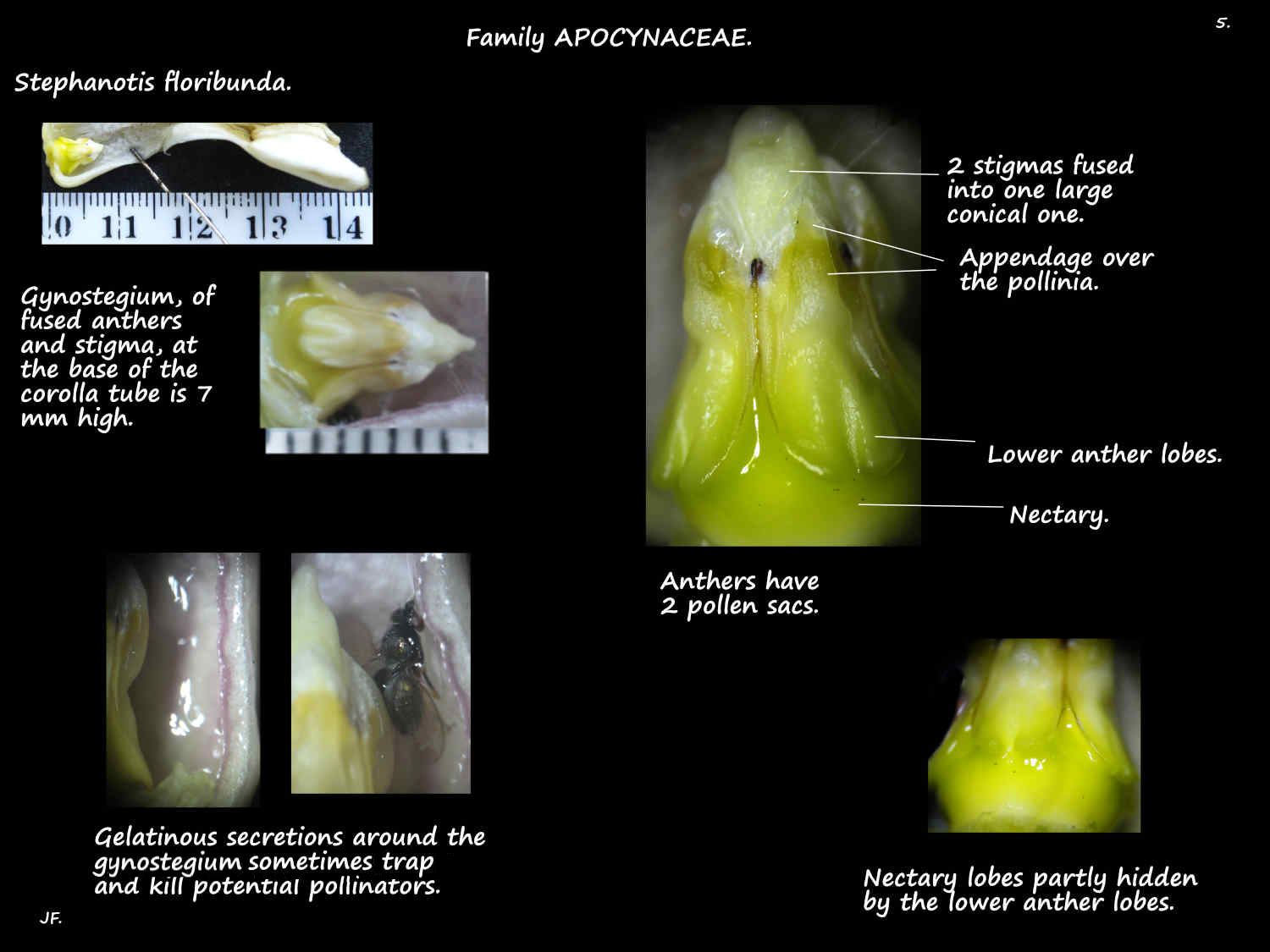 5 Stephanotis floribunda gynostegium & nectary