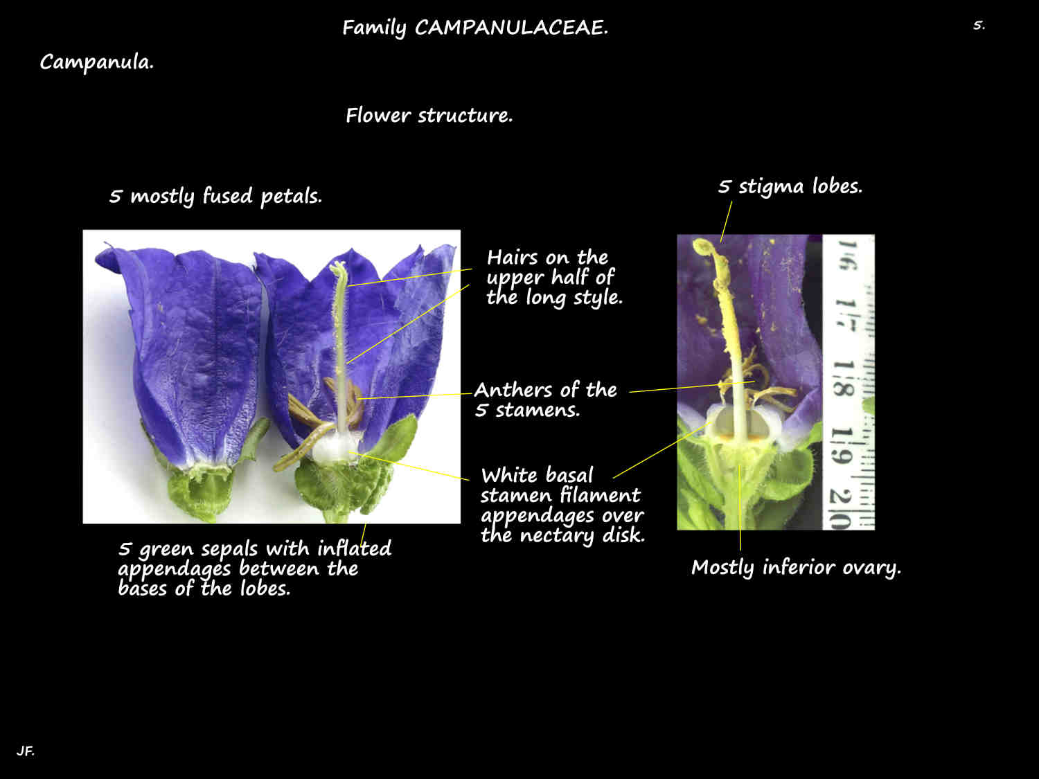 5 Structure of 'Canterbury Bell' flowers