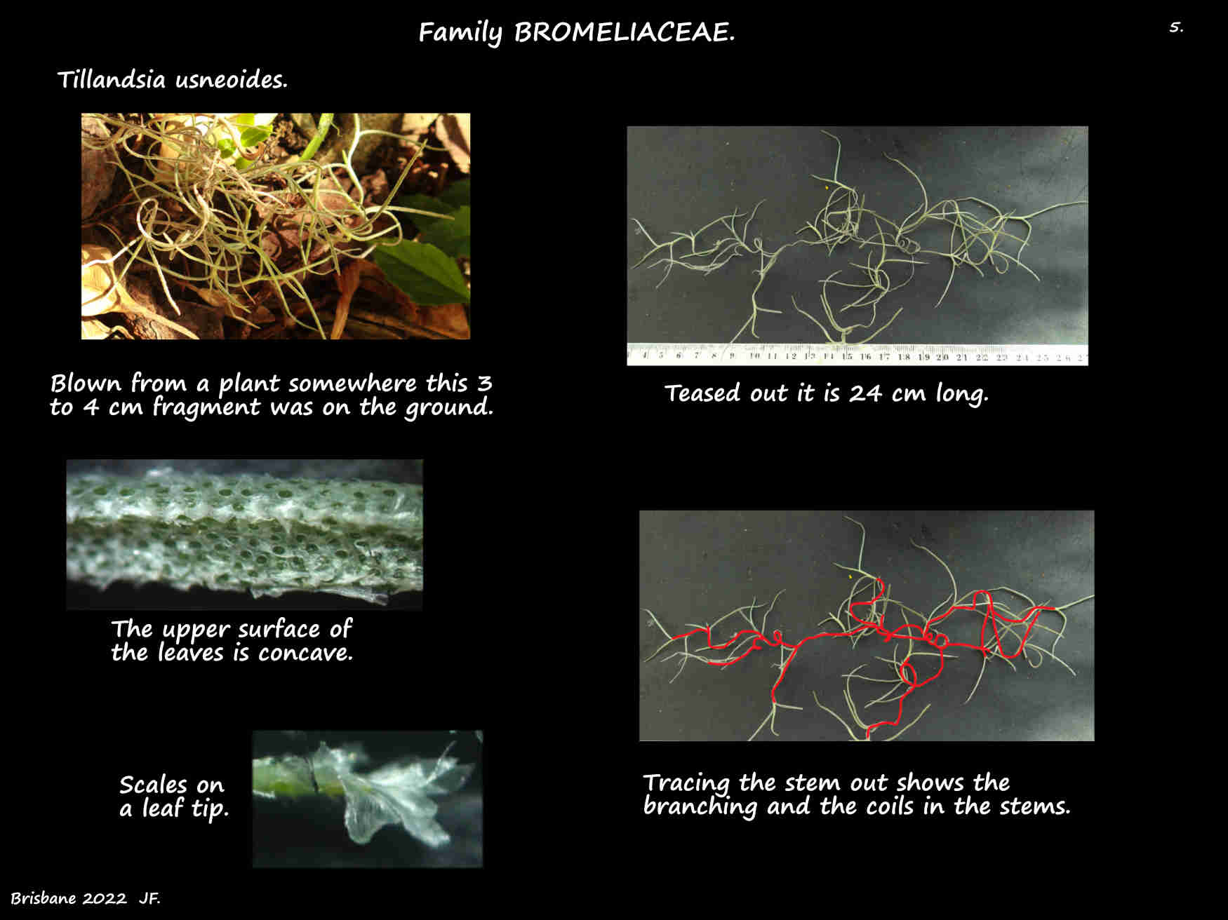 5 Structure of Tillandsia usneoides