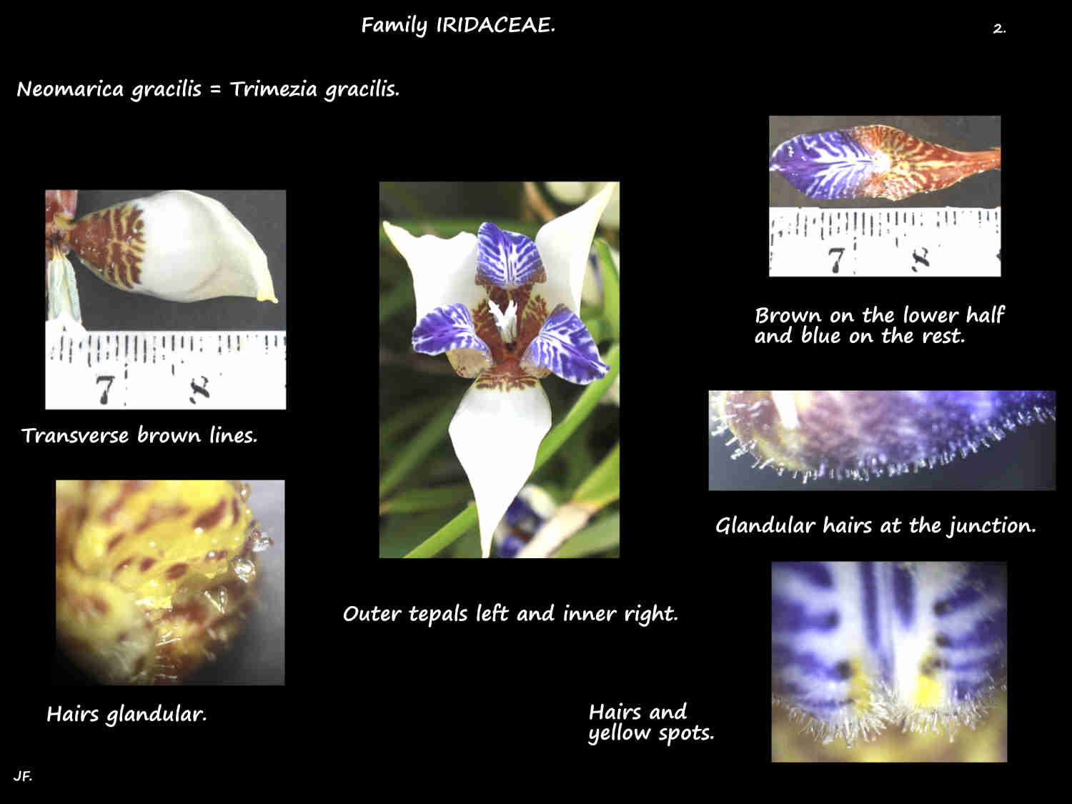 5 Tepals of Tremezia gracilis flowers