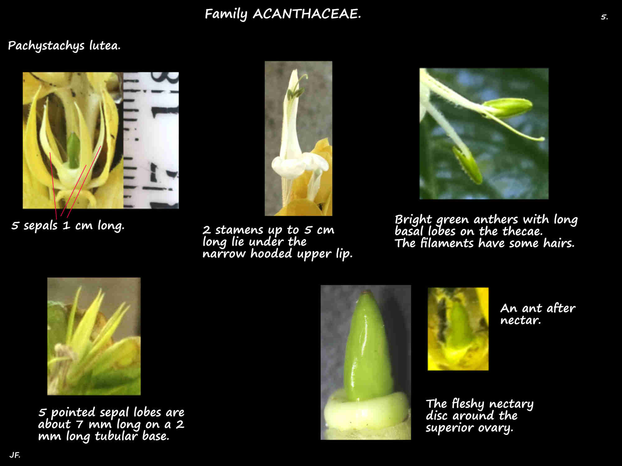 5 The calyx, stamens & nectary of Pachystachys lutea flowers