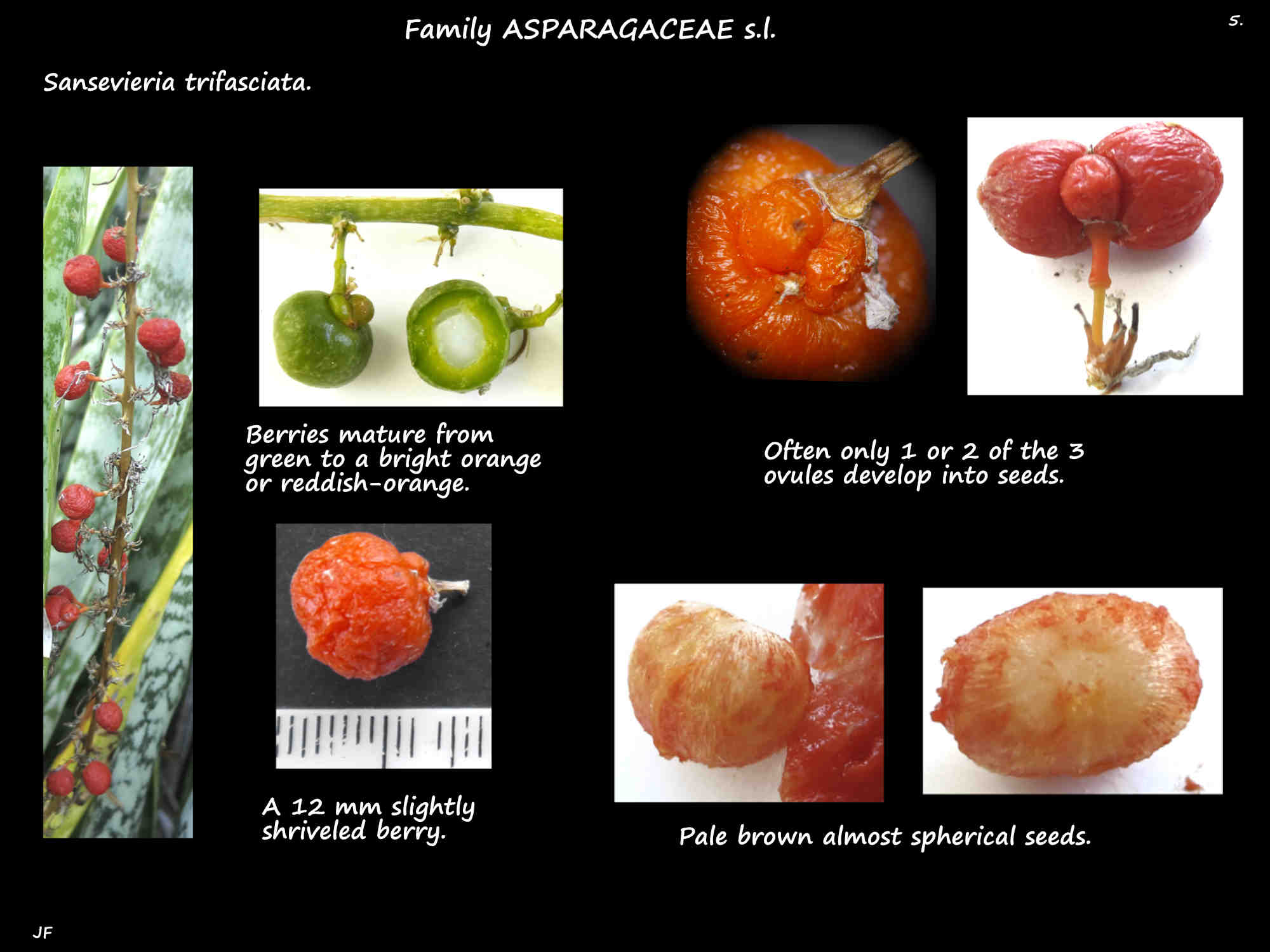 5 The orange berries & pale seeds of Sansevieria trifasciata