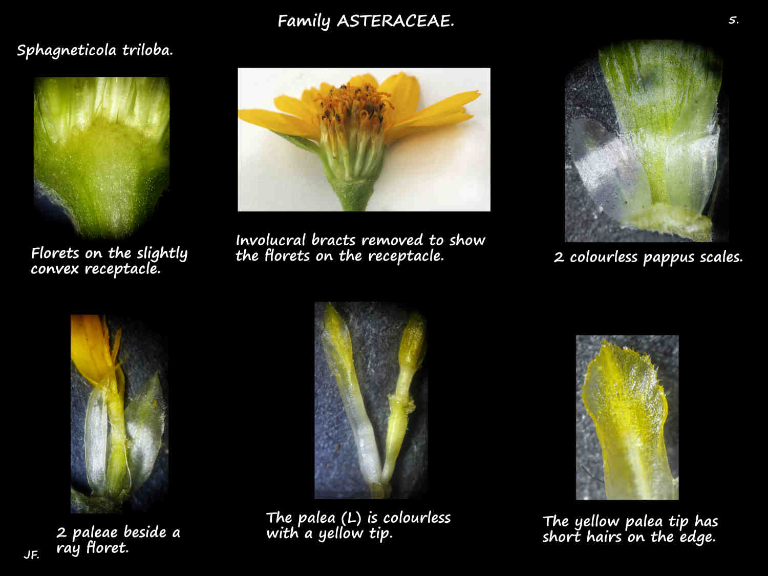 5 The pappus & paleae of a Sphagneticola triloba capilitum