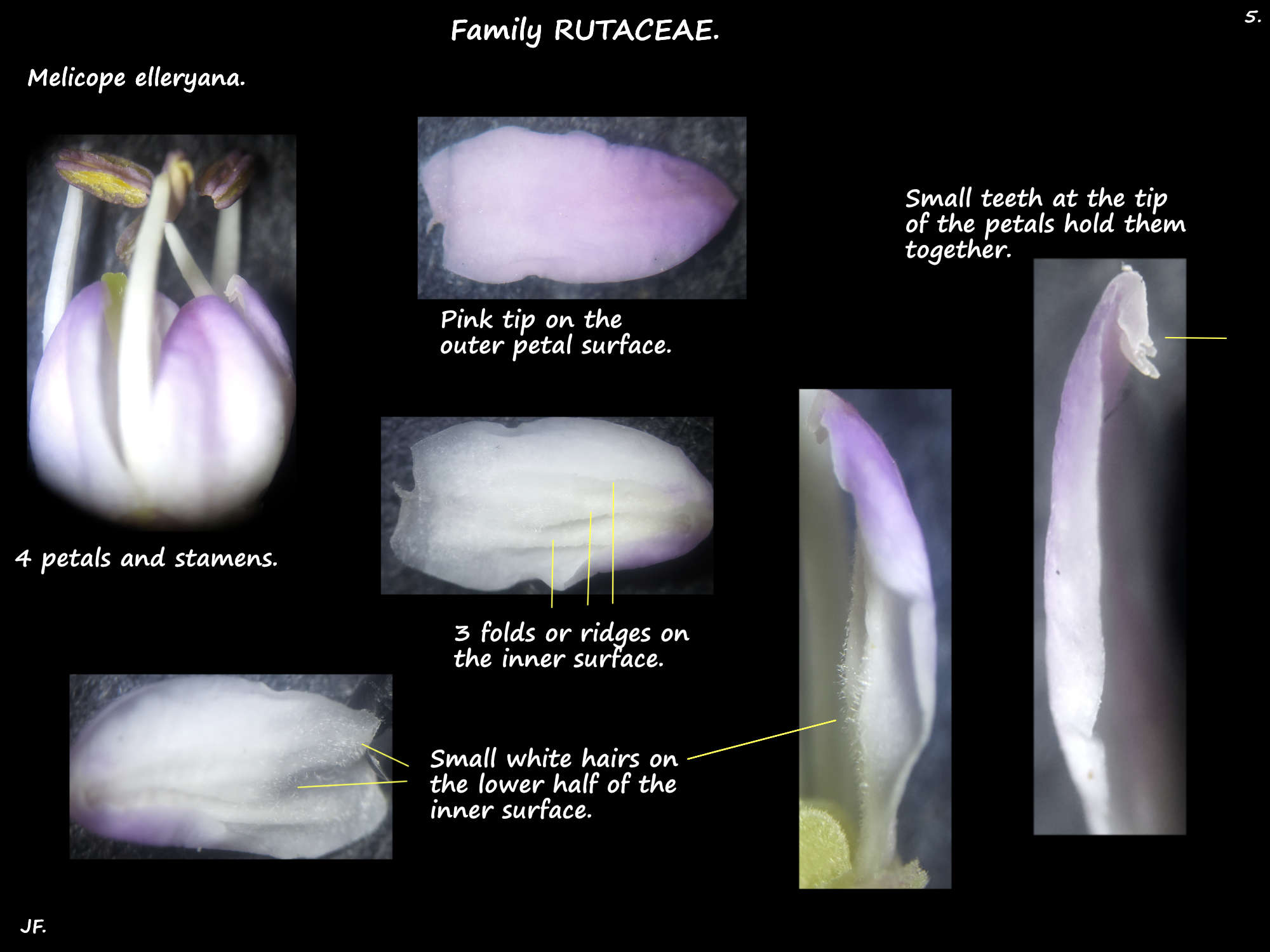5 The petals of Melicope elleryana