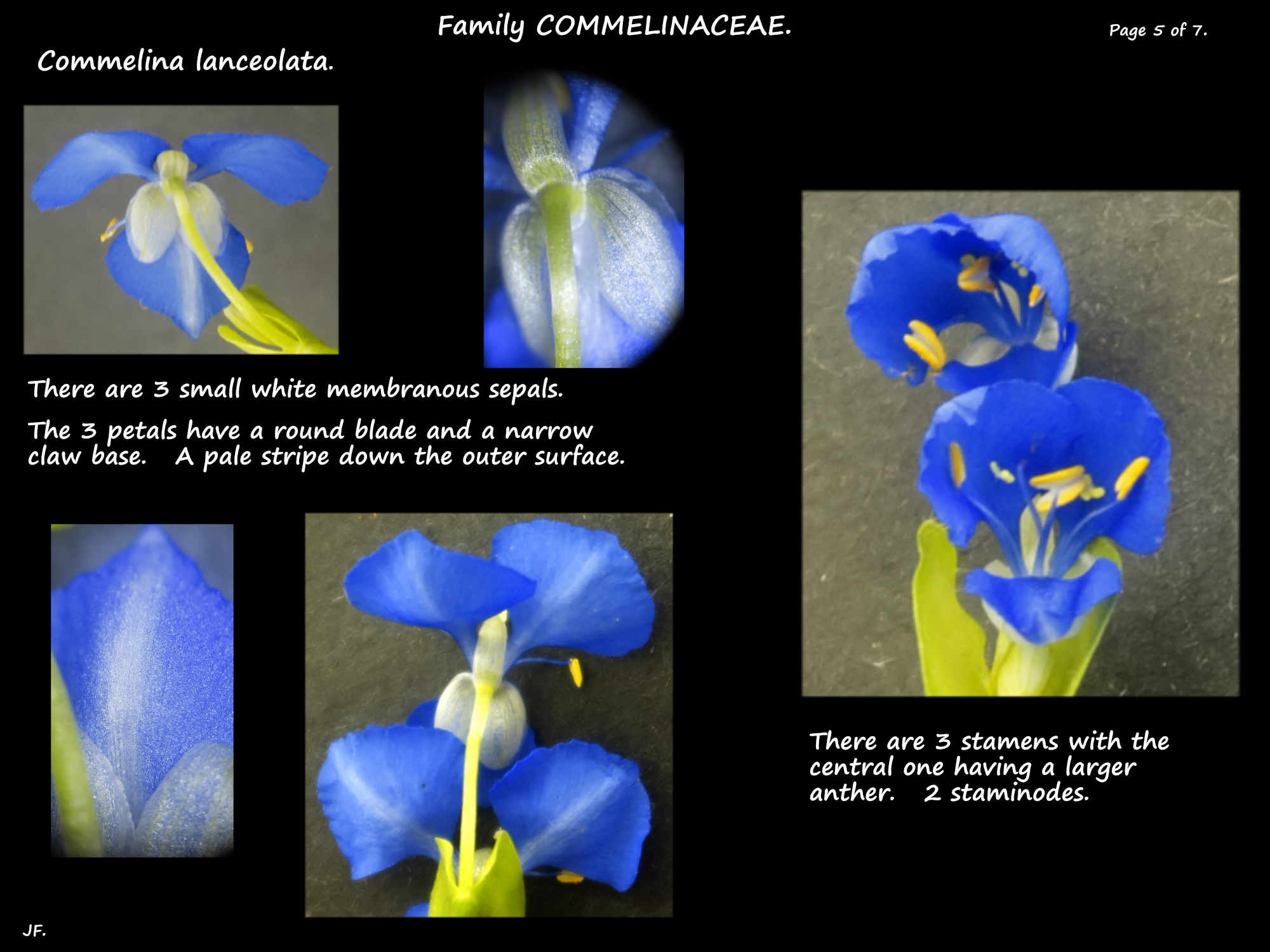 5 The sepals & petals of Commelina lanceolata flowers