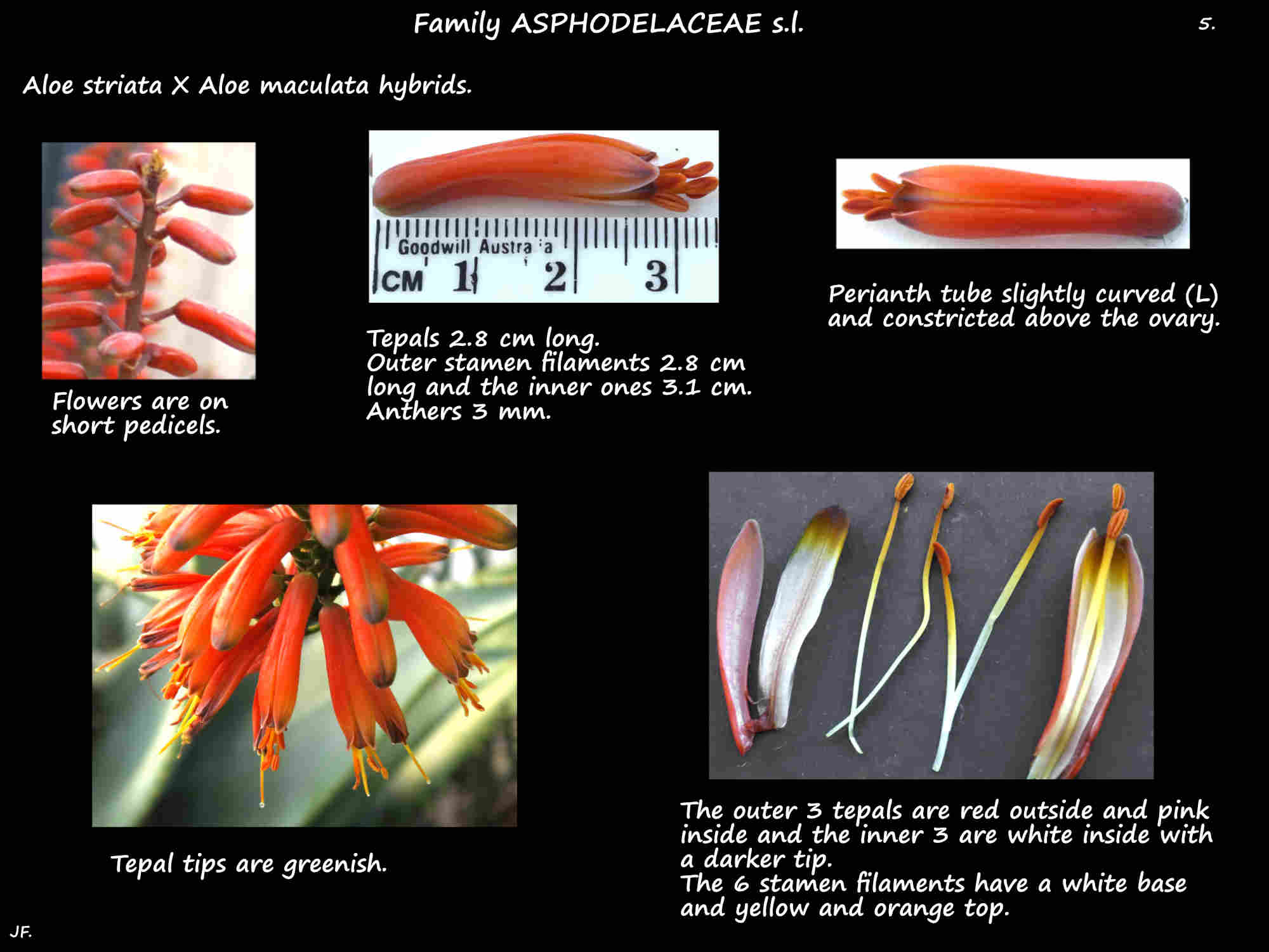 5 The tepals of Aloe striata hybrid flowers