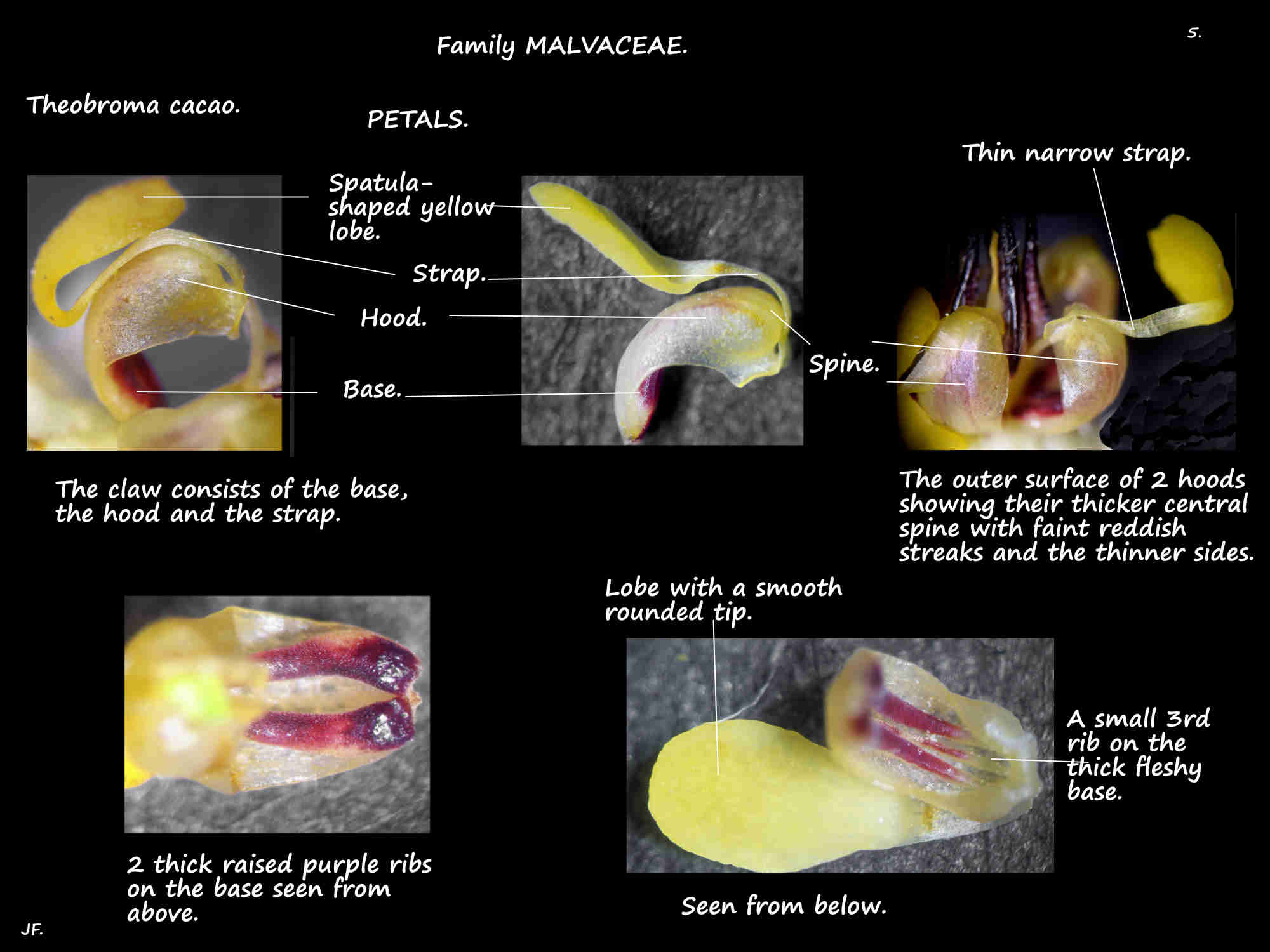 5 Theobroma cacao petals