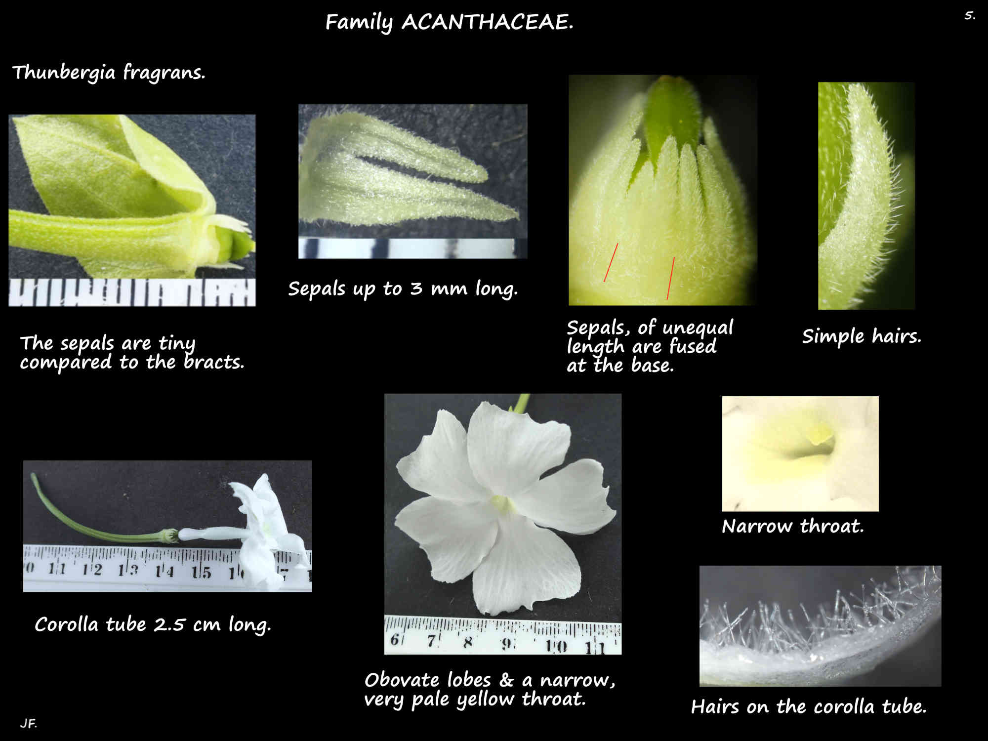 5 Thunbergia fragrans calyx & corolla
